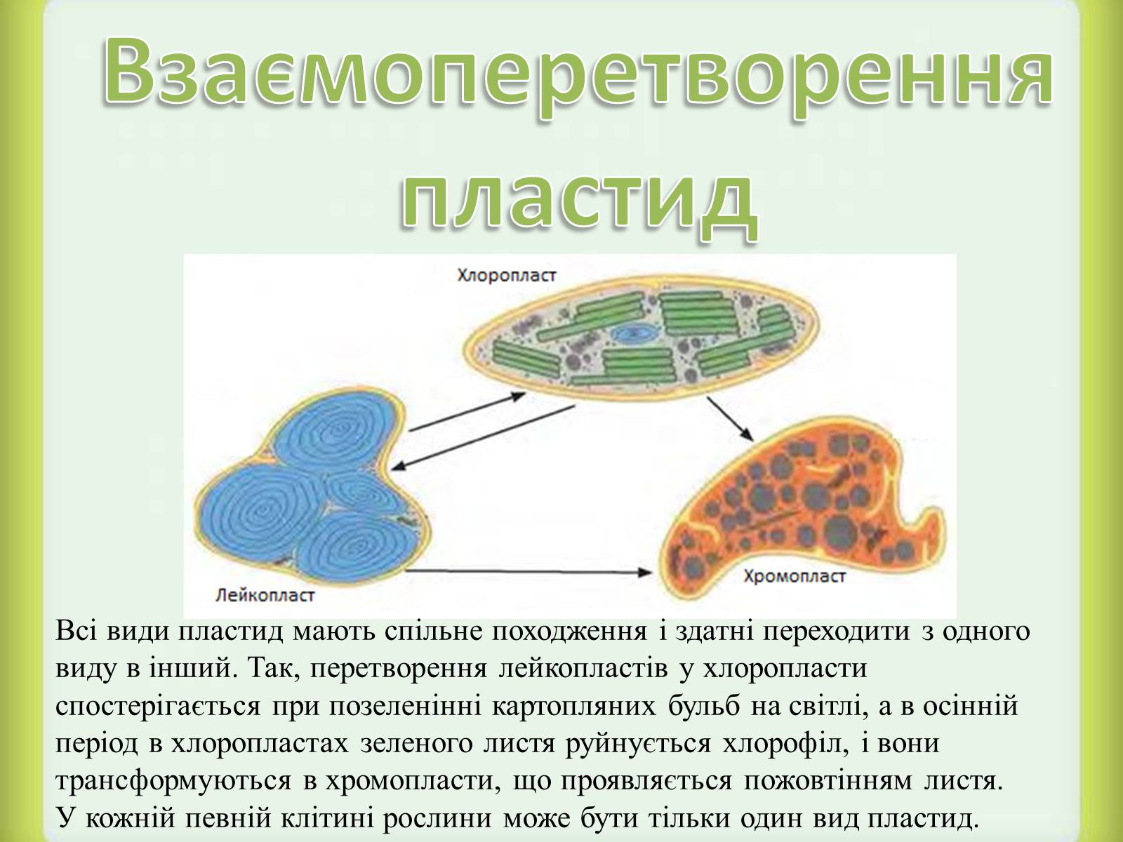 Презентація на тему «Пластиди» - Слайд #8 Презентація на тему «Пластиди» - Слайд #8