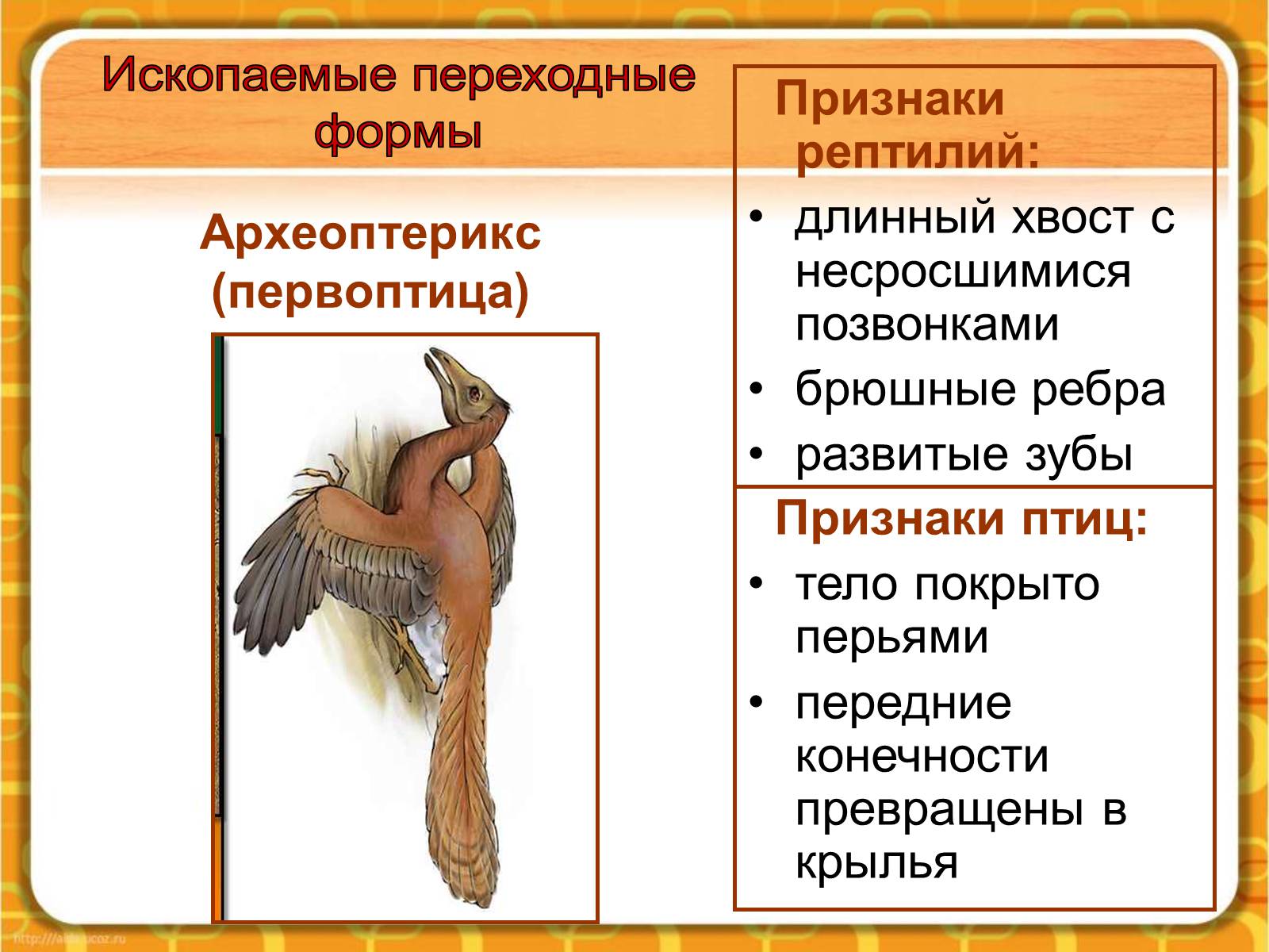 Презентація на тему «Макроэволюция.Доказательства эволюции» - Слайд #10 Презентація на тему «Макроэволюция.Доказательства эволюции» - Слайд #10