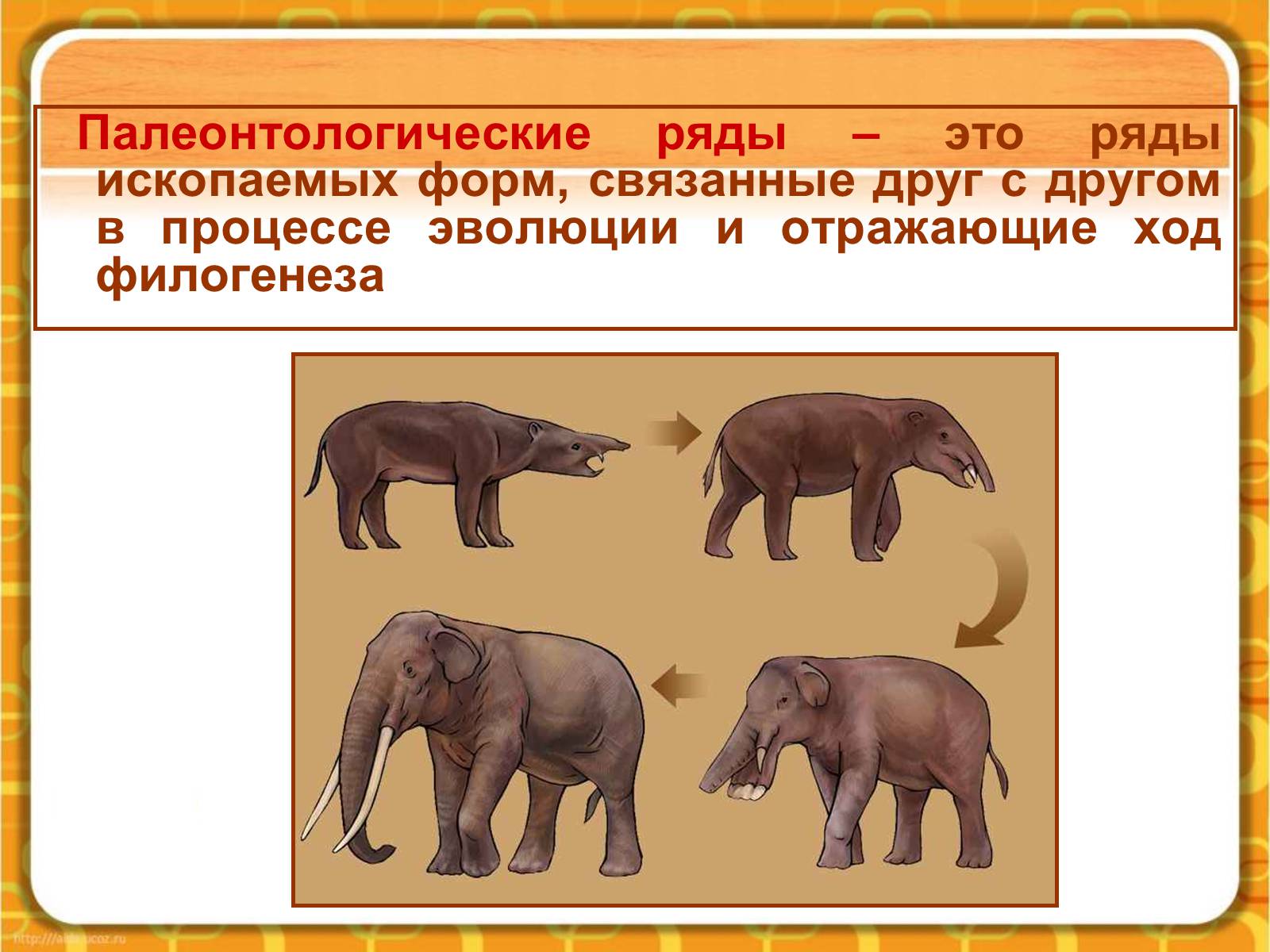 Презентація на тему «Макроэволюция.Доказательства эволюции» - Слайд #12 Презентація на тему «Макроэволюция.Доказательства эволюции» - Слайд #12