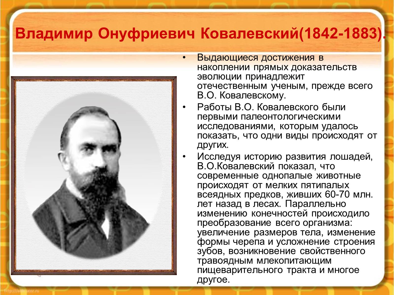 Презентація на тему «Макроэволюция.Доказательства эволюции» - Слайд #13 Презентація на тему «Макроэволюция.Доказательства эволюции» - Слайд #13