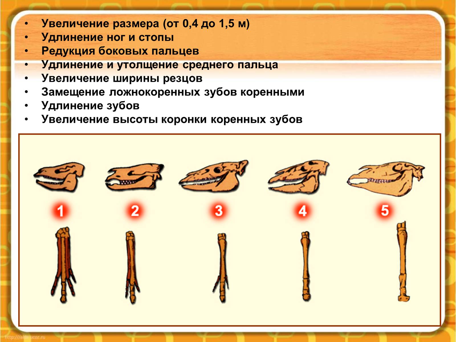 Презентація на тему «Макроэволюция.Доказательства эволюции» - Слайд #15 Презентація на тему «Макроэволюция.Доказательства эволюции» - Слайд #15