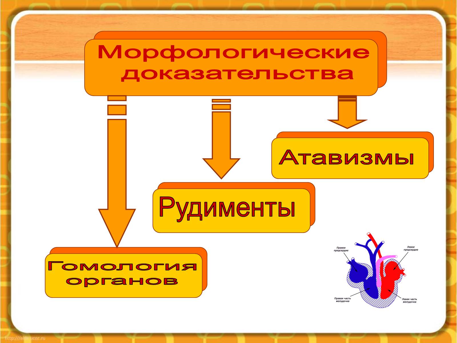 Презентація на тему «Макроэволюция.Доказательства эволюции» - Слайд #17 Презентація на тему «Макроэволюция.Доказательства эволюции» - Слайд #17