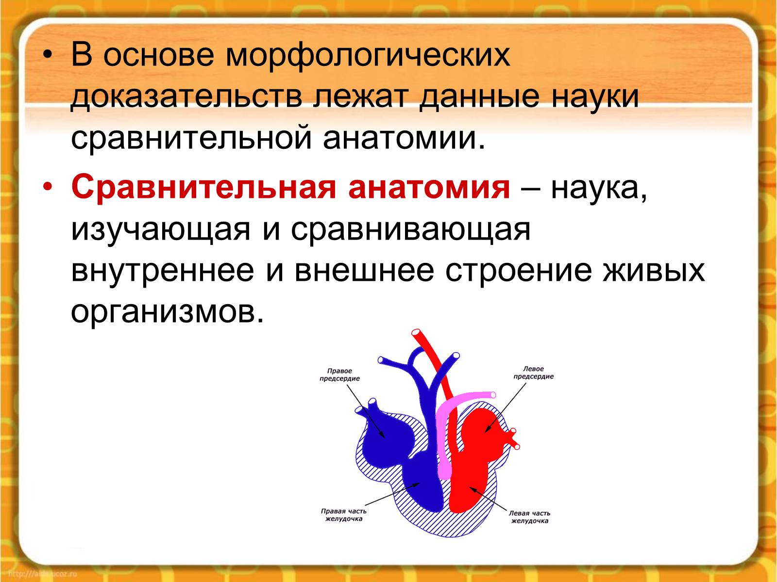Презентація на тему «Макроэволюция.Доказательства эволюции» - Слайд #18 Презентація на тему «Макроэволюция.Доказательства эволюции» - Слайд #18