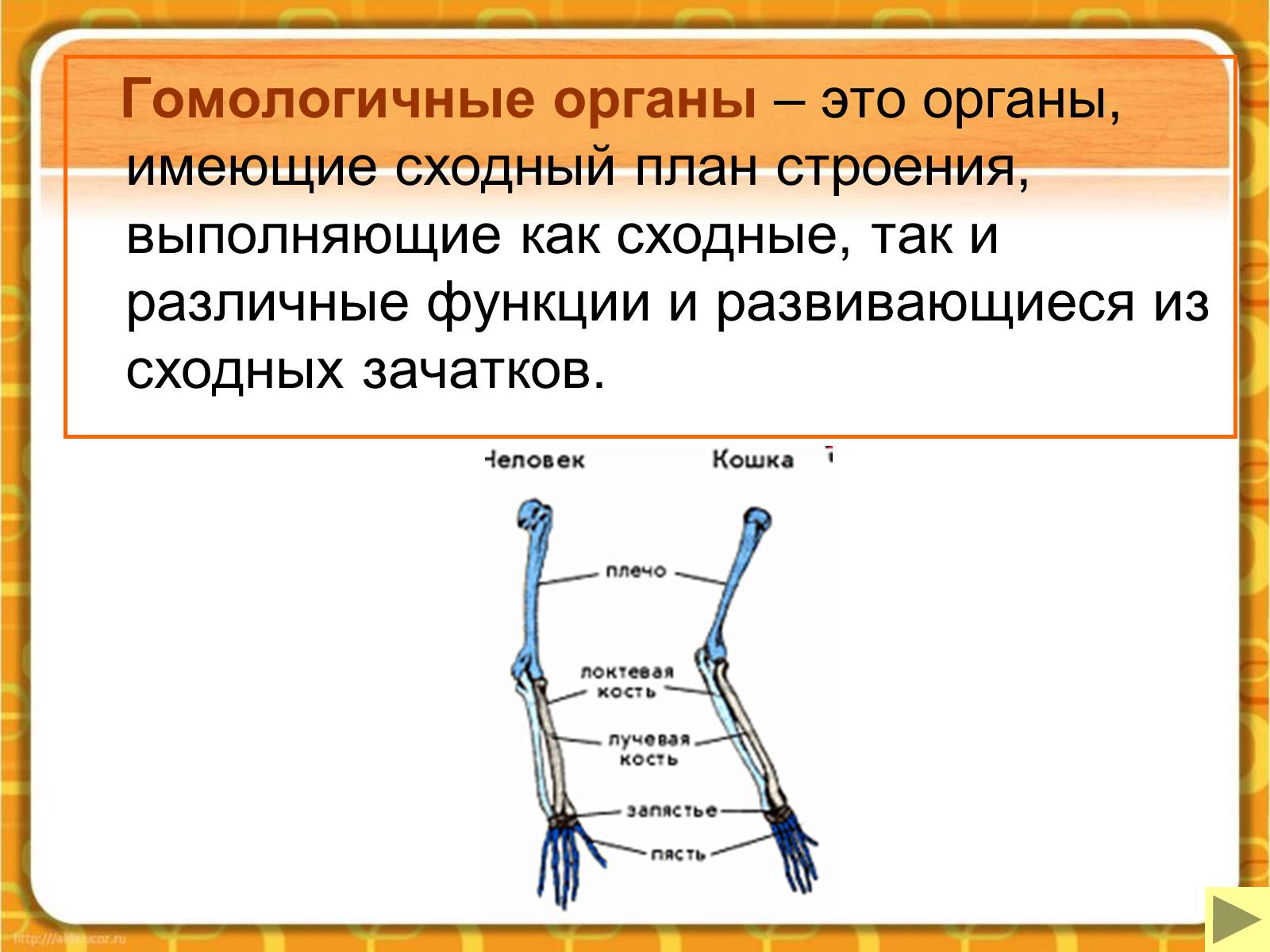 Презентація на тему «Макроэволюция.Доказательства эволюции» - Слайд #19 Презентація на тему «Макроэволюция.Доказательства эволюции» - Слайд #19
