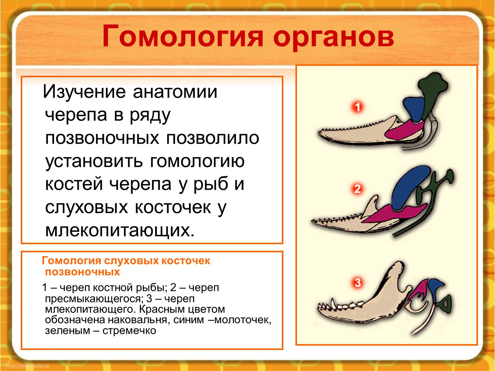 Презентація на тему «Макроэволюция.Доказательства эволюции» - Слайд #21 Презентація на тему «Макроэволюция.Доказательства эволюции» - Слайд #21