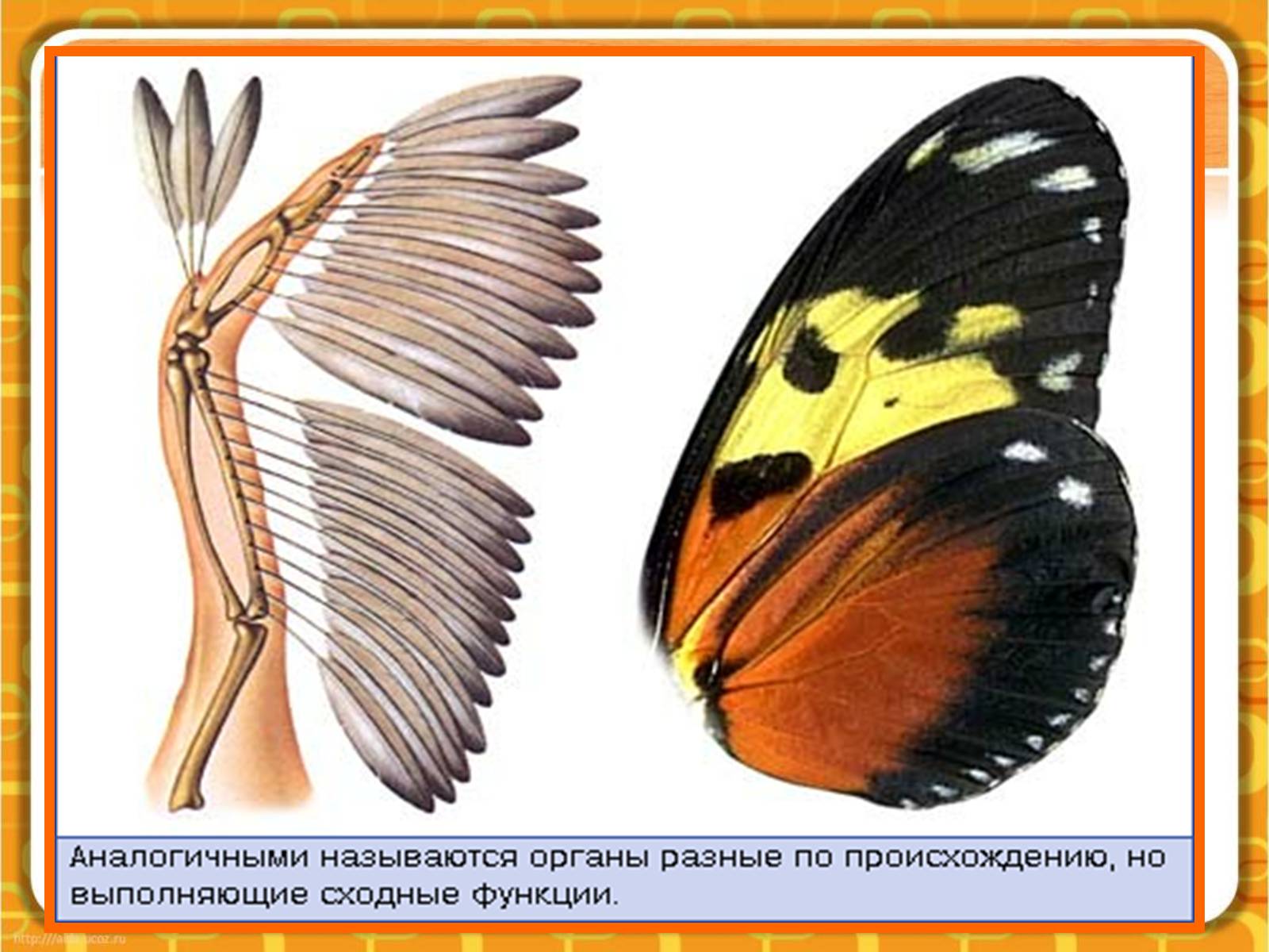 Презентація на тему «Макроэволюция.Доказательства эволюции» - Слайд #22 Презентація на тему «Макроэволюция.Доказательства эволюции» - Слайд #22