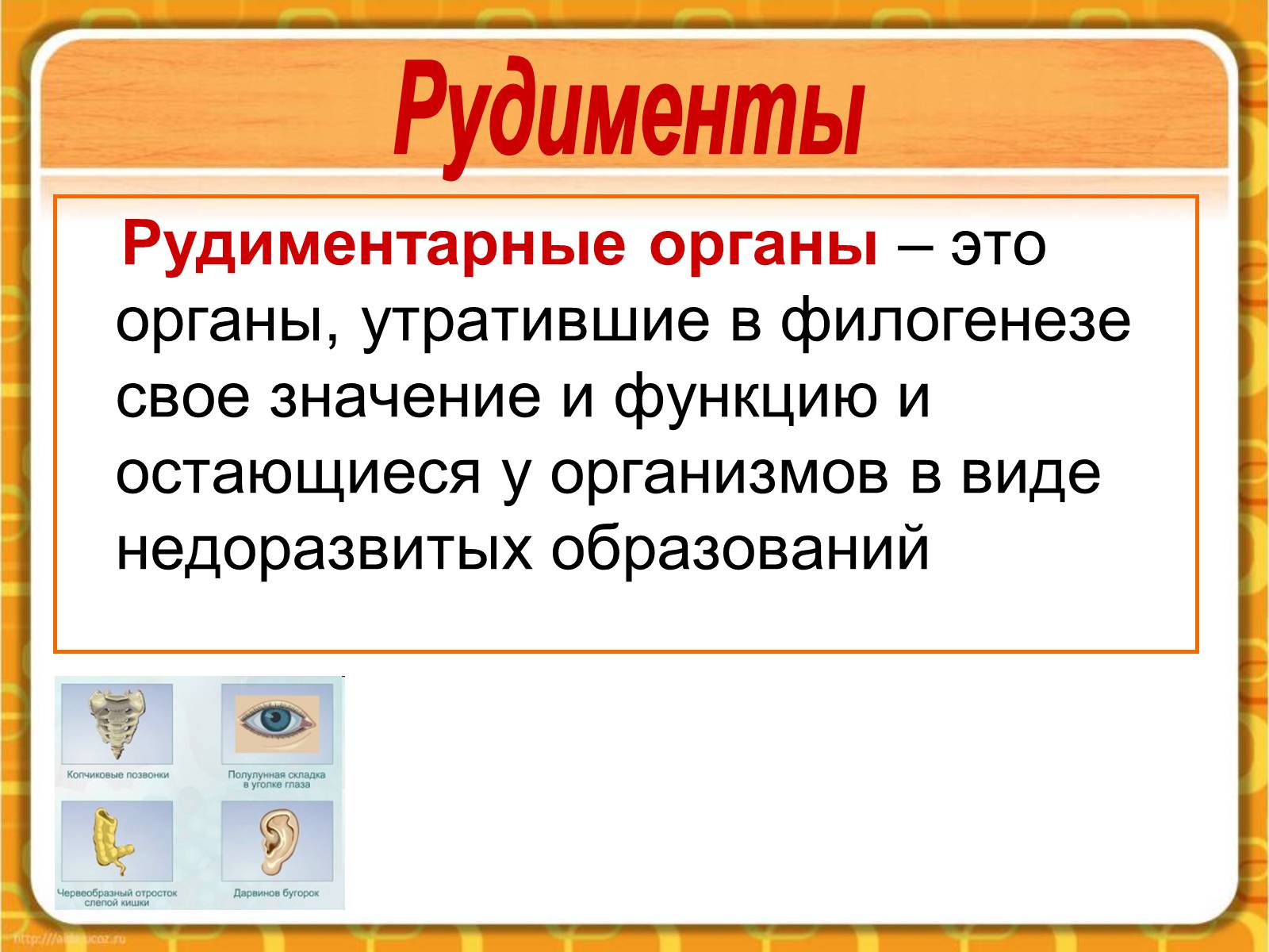 Презентація на тему «Макроэволюция.Доказательства эволюции» - Слайд #23 Презентація на тему «Макроэволюция.Доказательства эволюции» - Слайд #23