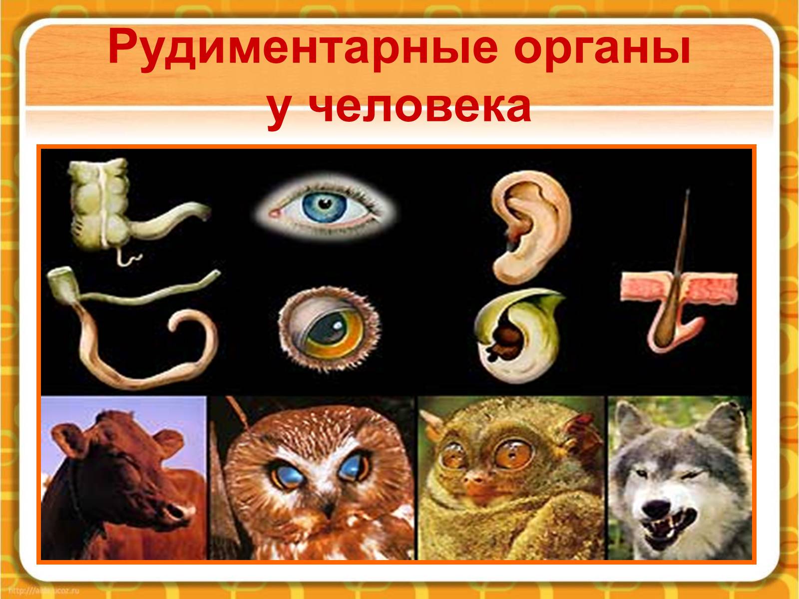 Презентація на тему «Макроэволюция.Доказательства эволюции» - Слайд #24 Презентація на тему «Макроэволюция.Доказательства эволюции» - Слайд #24