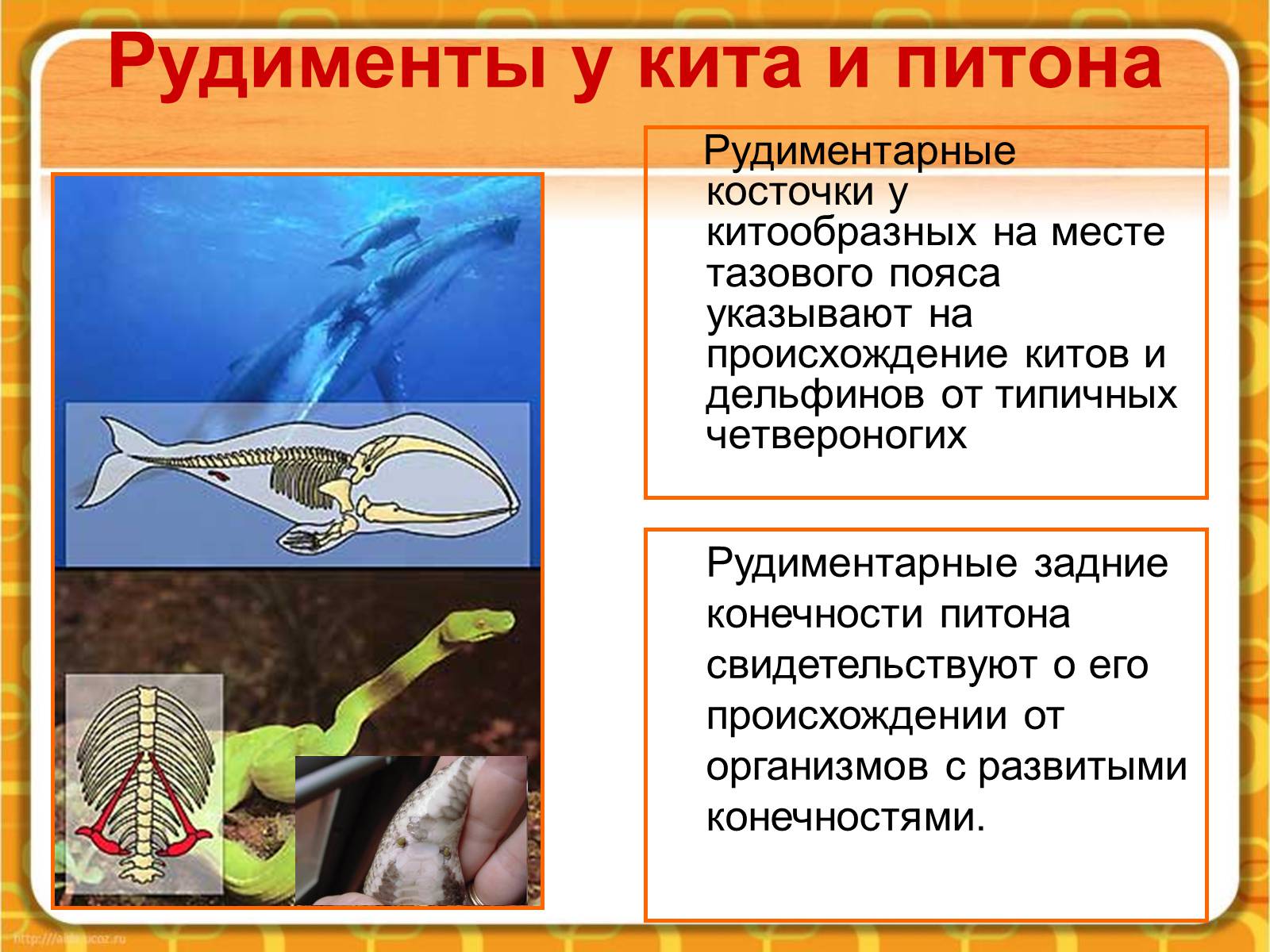 Презентація на тему «Макроэволюция.Доказательства эволюции» - Слайд #27 Презентація на тему «Макроэволюция.Доказательства эволюции» - Слайд #27