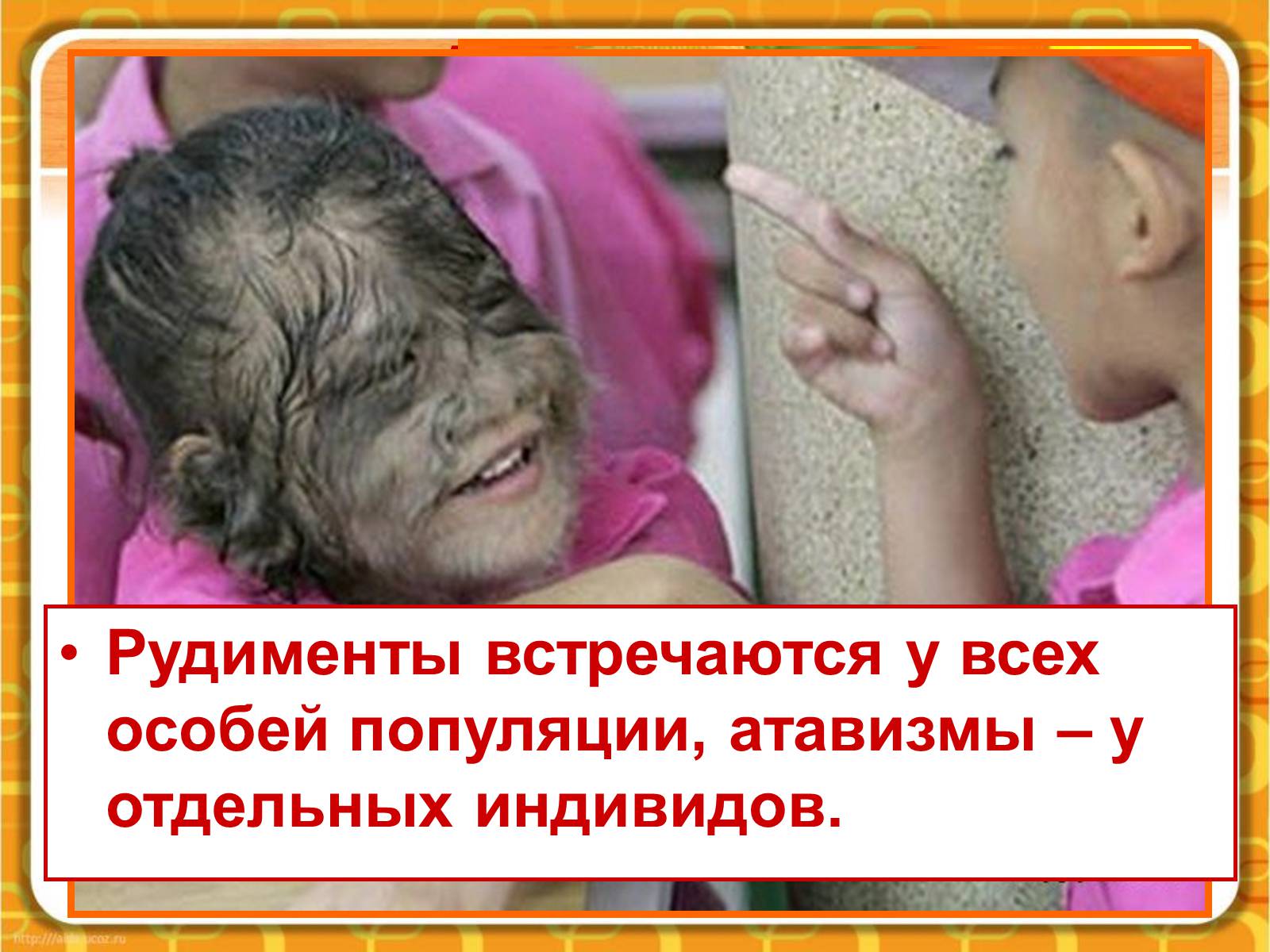 Презентація на тему «Макроэволюция.Доказательства эволюции» - Слайд #29 Презентація на тему «Макроэволюция.Доказательства эволюции» - Слайд #29