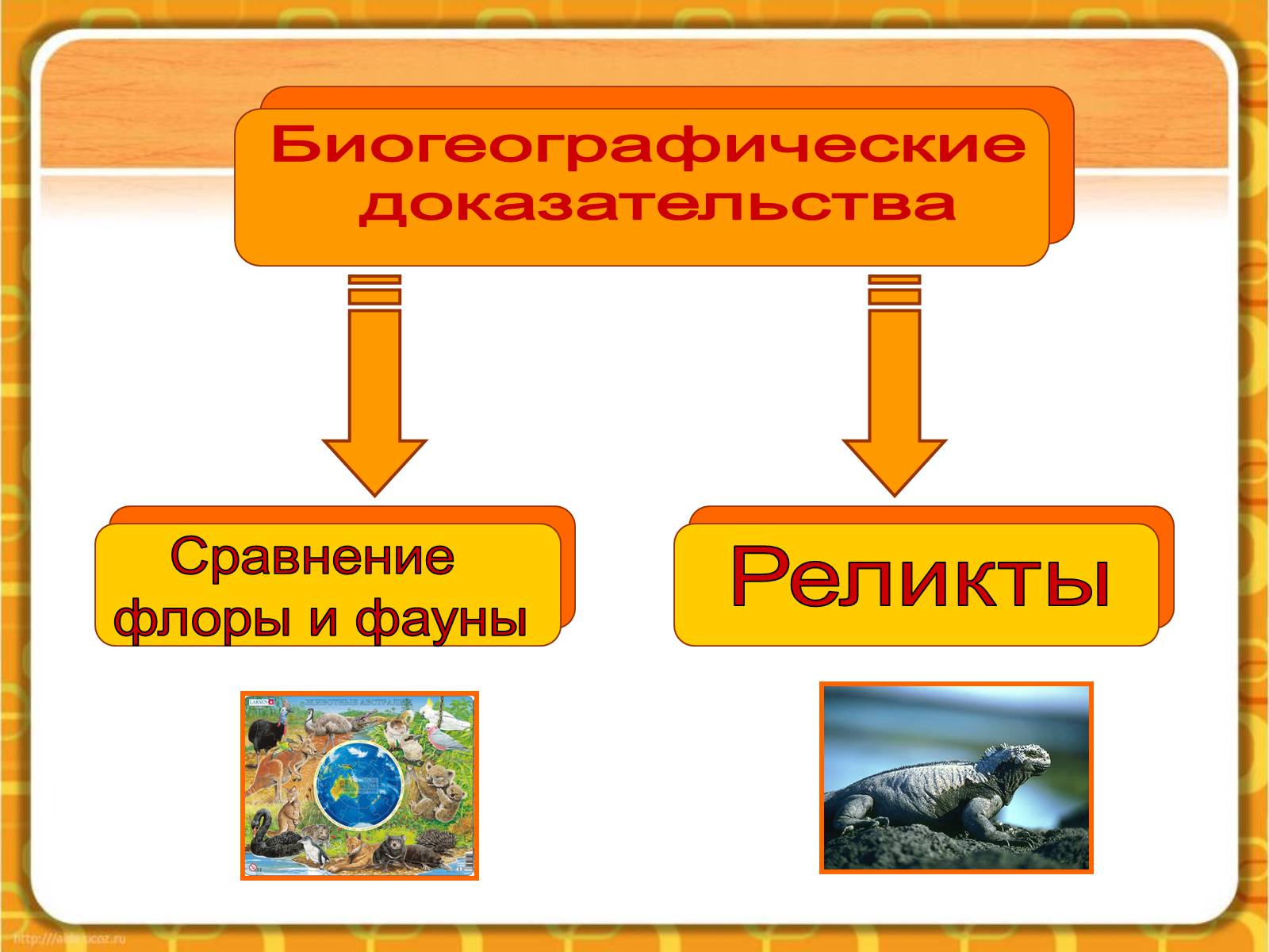 Презентація на тему «Макроэволюция.Доказательства эволюции» - Слайд #31 Презентація на тему «Макроэволюция.Доказательства эволюции» - Слайд #31