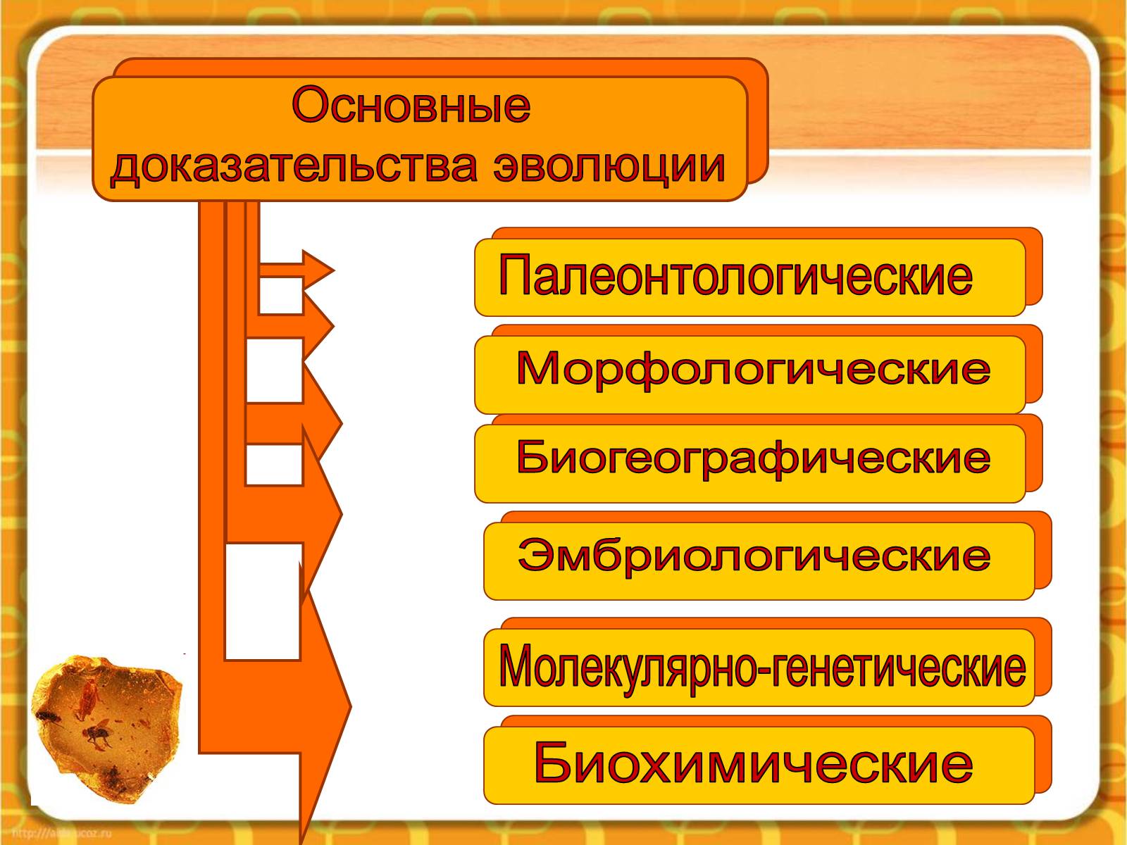 Презентація на тему «Макроэволюция.Доказательства эволюции» - Слайд #4 Презентація на тему «Макроэволюция.Доказательства эволюции» - Слайд #4