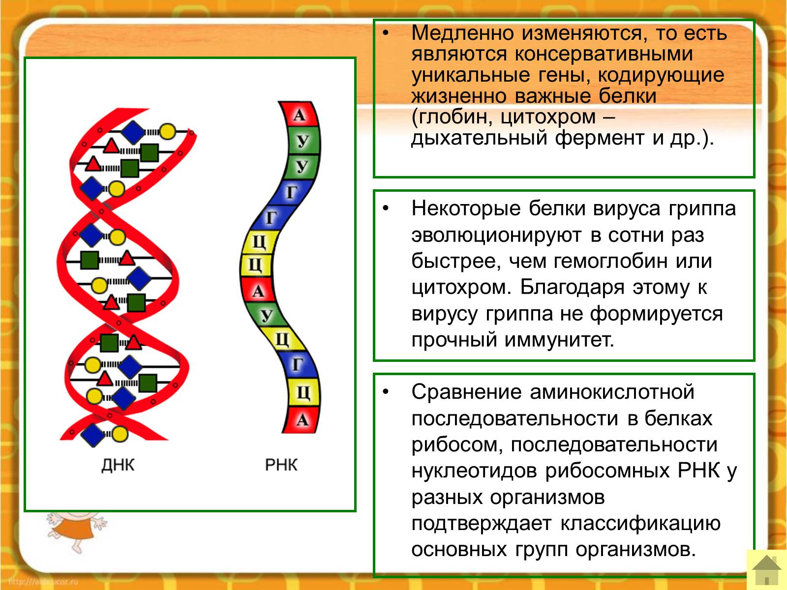 Презентація на тему «Макроэволюция.Доказательства эволюции» - Слайд #45 Презентація на тему «Макроэволюция.Доказательства эволюции» - Слайд #45