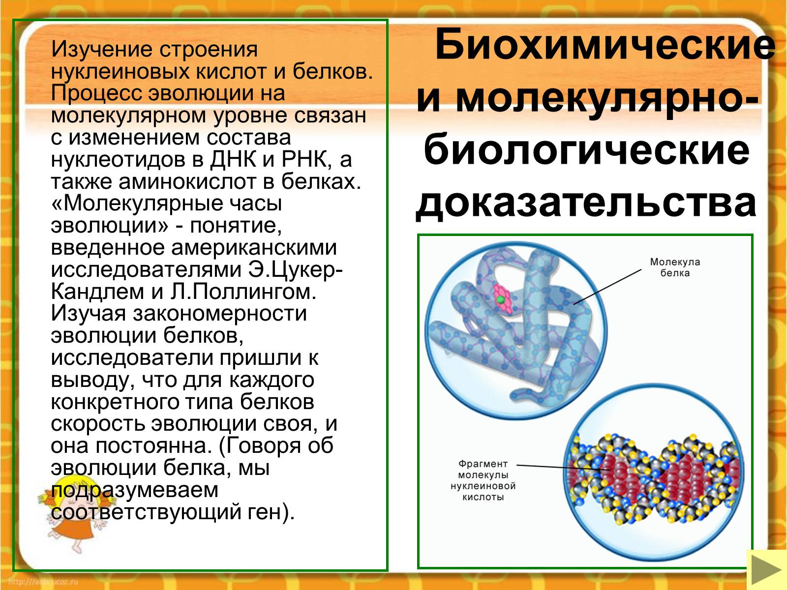Презентація на тему «Макроэволюция.Доказательства эволюции» - Слайд #46 Презентація на тему «Макроэволюция.Доказательства эволюции» - Слайд #46