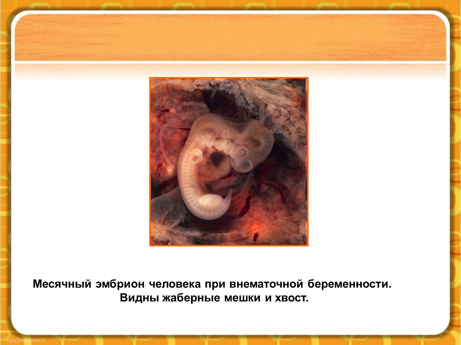 Презентація на тему «Макроэволюция.Доказательства эволюции» - Слайд #53 Презентація на тему «Макроэволюция.Доказательства эволюции» - Слайд #53