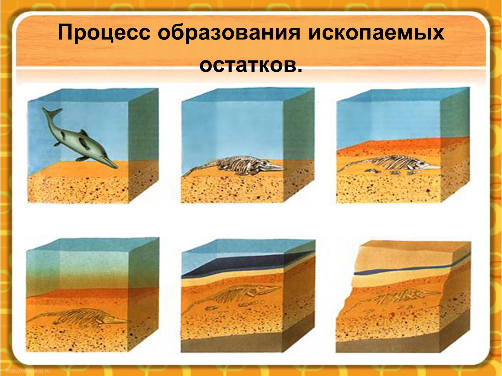 Презентація на тему «Макроэволюция.Доказательства эволюции» - Слайд #7 Презентація на тему «Макроэволюция.Доказательства эволюции» - Слайд #7