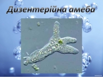 Презентація на тему «Дизентерійна амеба»
