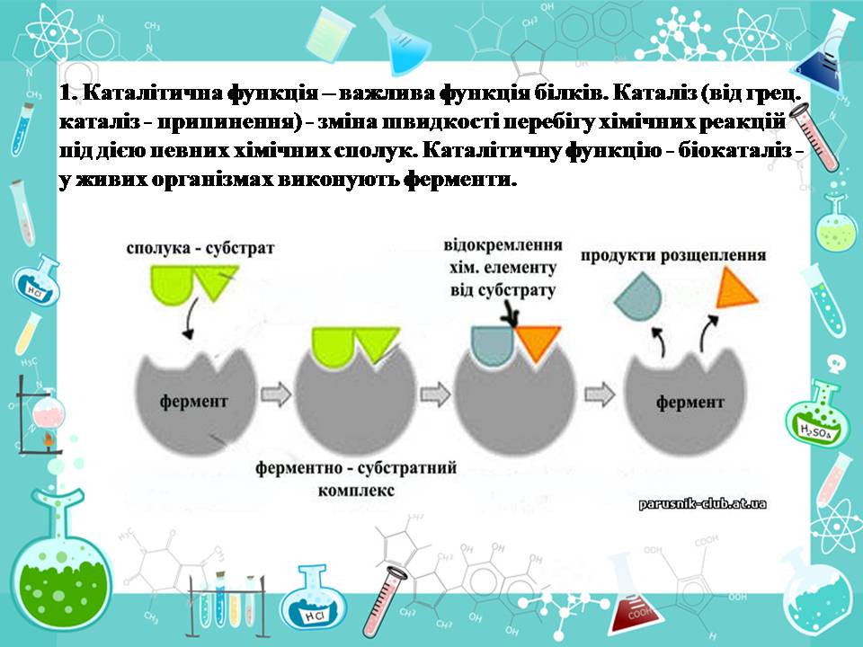 Презентація на тему «Білки» (варіант 14) - Слайд #11 Презентація на тему «Білки» (варіант 14) - Слайд #11
