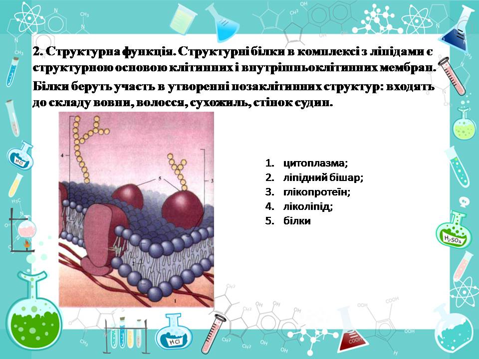 Презентація на тему «Білки» (варіант 14) - Слайд #12 Презентація на тему «Білки» (варіант 14) - Слайд #12