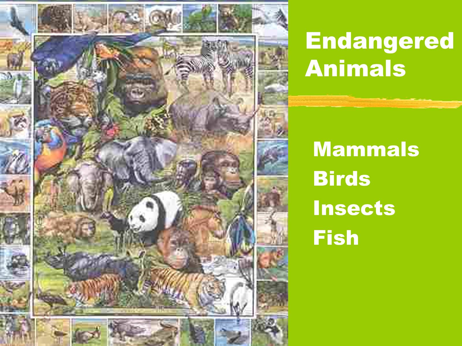 Презентація на тему «Endangered Animals» - Слайд #1 Презентація на тему «Endangered Animals» - Слайд #1