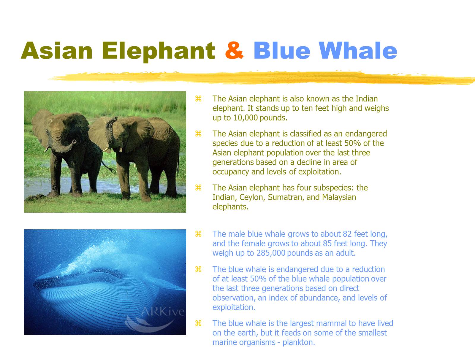 Презентація на тему «Endangered Animals» - Слайд #2 Презентація на тему «Endangered Animals» - Слайд #2