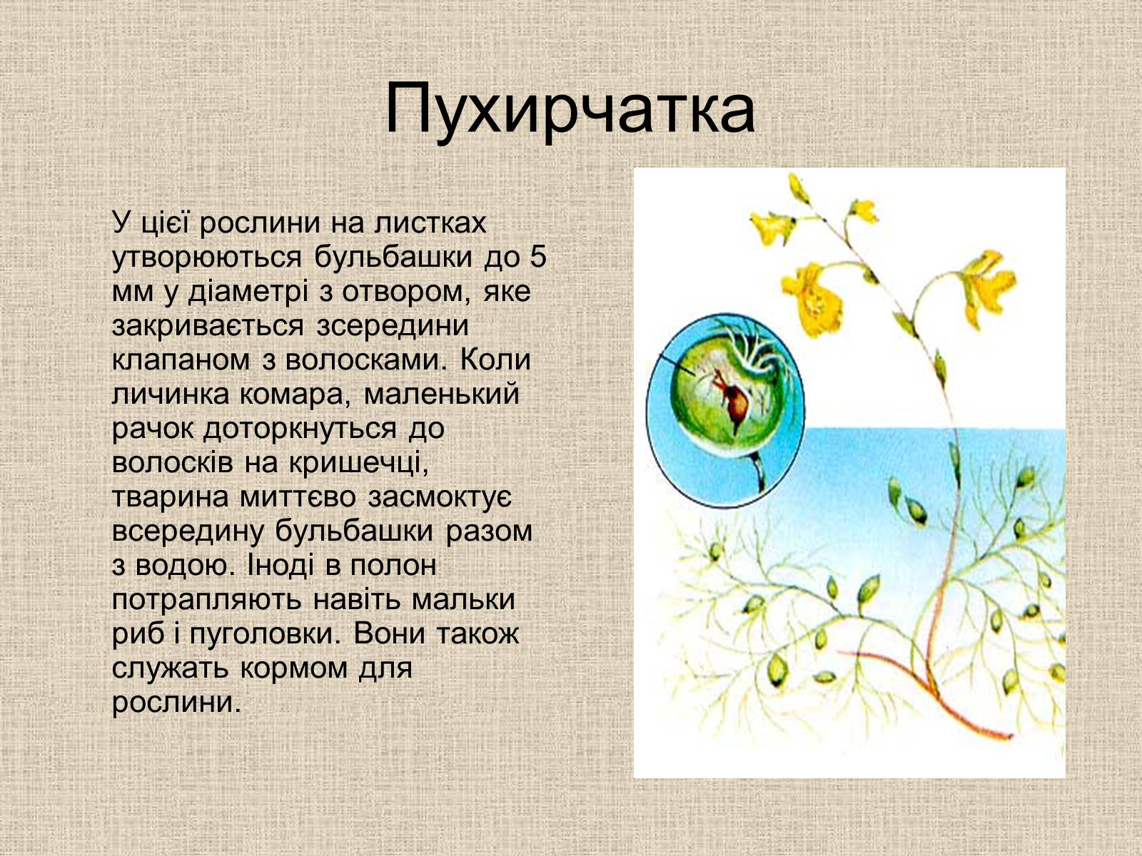 Презентація на тему «Рослини-хижаки» (варіант 1) - Слайд #10 Презентація на тему «Рослини-хижаки» (варіант 1) - Слайд #10