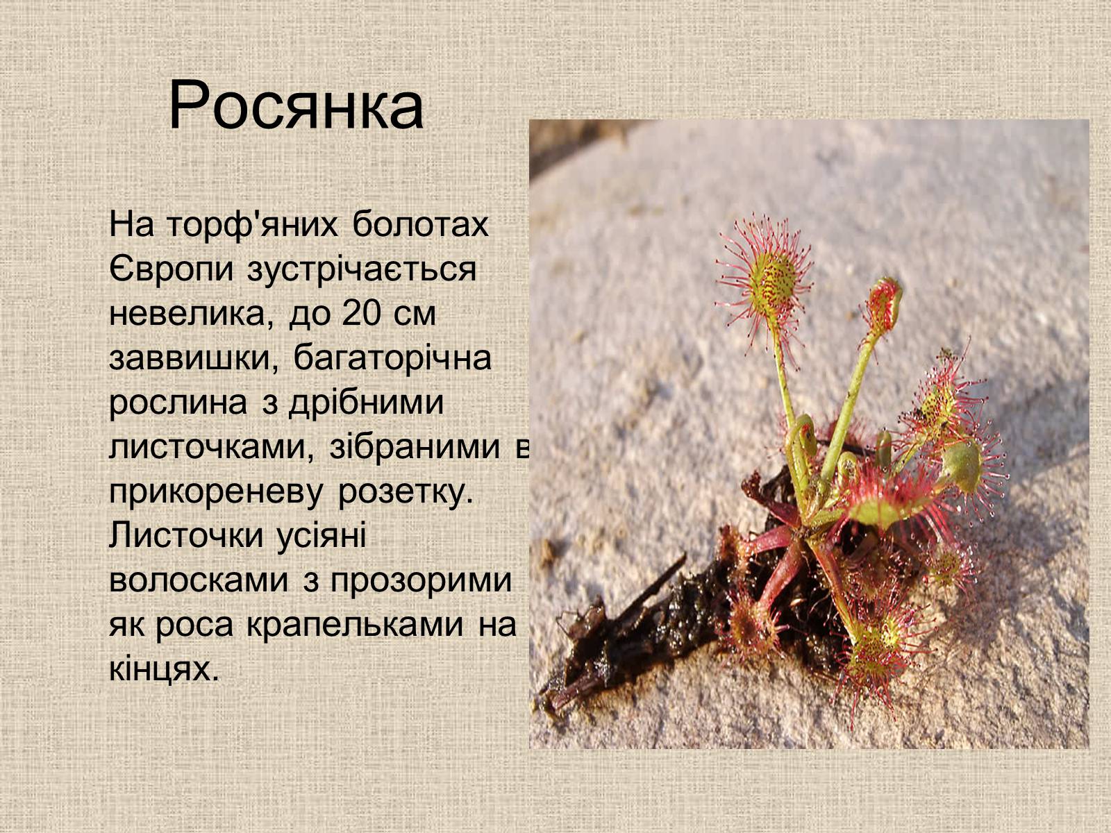 Презентація на тему «Рослини-хижаки» (варіант 1) - Слайд #11 Презентація на тему «Рослини-хижаки» (варіант 1) - Слайд #11