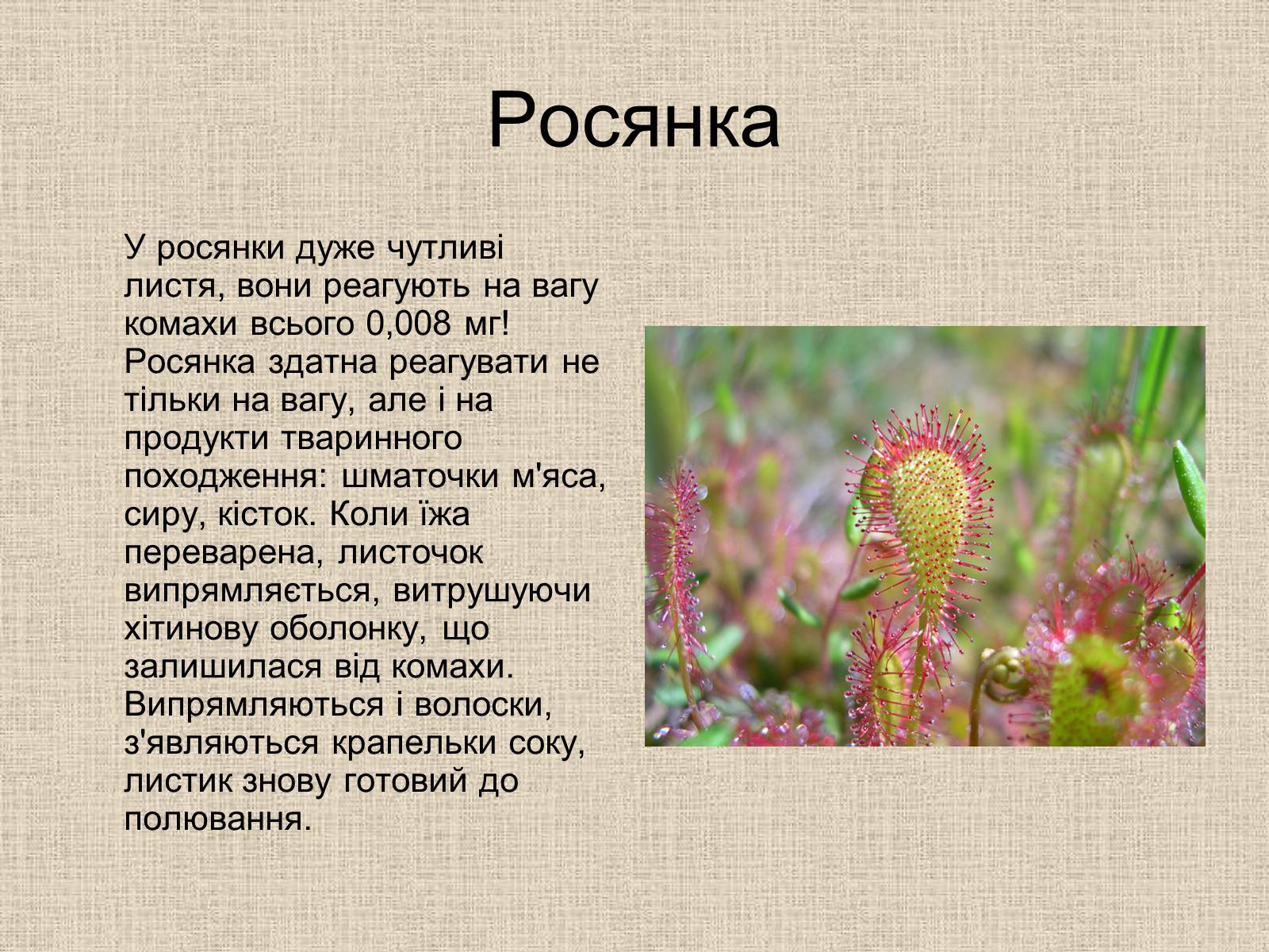 Презентація на тему «Рослини-хижаки» (варіант 1) - Слайд #13 Презентація на тему «Рослини-хижаки» (варіант 1) - Слайд #13
