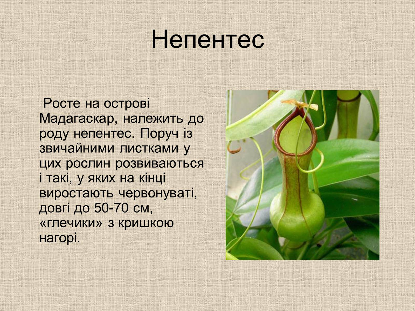 Презентація на тему «Рослини-хижаки» (варіант 1) - Слайд #2 Презентація на тему «Рослини-хижаки» (варіант 1) - Слайд #2