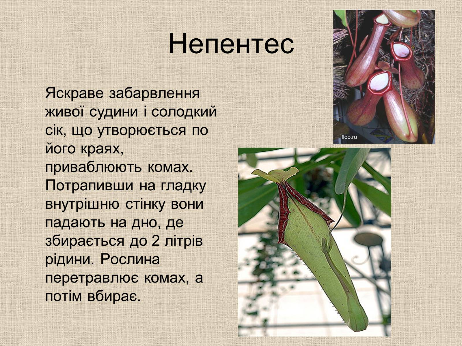 Презентація на тему «Рослини-хижаки» (варіант 1) - Слайд #3 Презентація на тему «Рослини-хижаки» (варіант 1) - Слайд #3