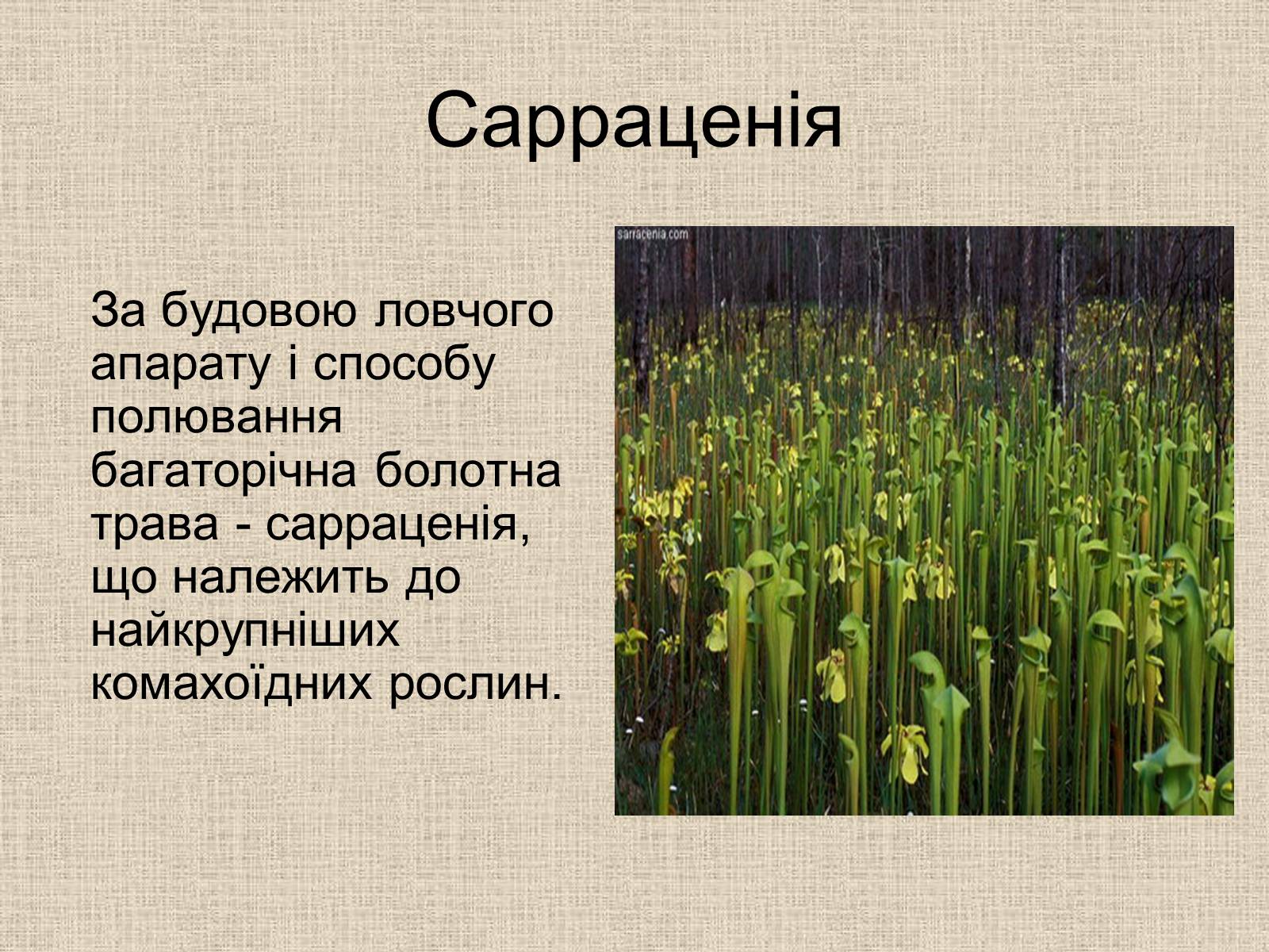 Презентація на тему «Рослини-хижаки» (варіант 1) - Слайд #4 Презентація на тему «Рослини-хижаки» (варіант 1) - Слайд #4