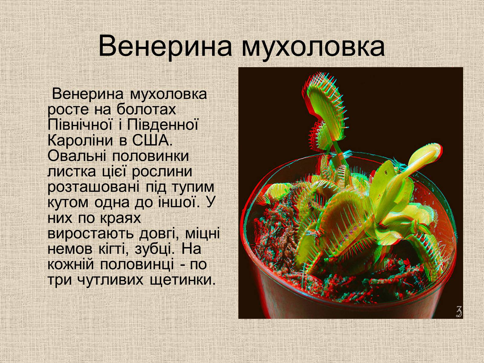 Презентація на тему «Рослини-хижаки» (варіант 1) - Слайд #7 Презентація на тему «Рослини-хижаки» (варіант 1) - Слайд #7