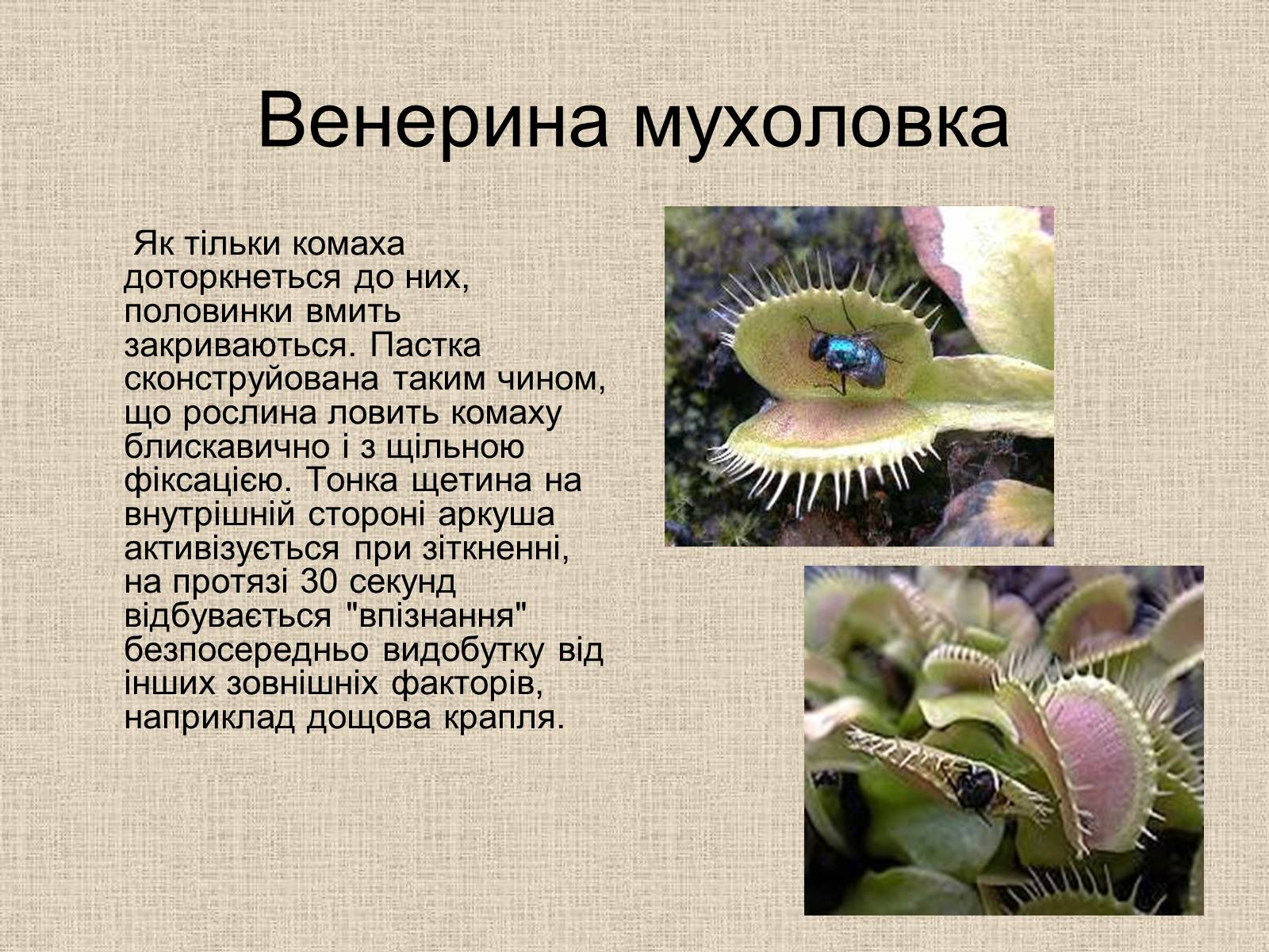 Презентація на тему «Рослини-хижаки» (варіант 1) - Слайд #8 Презентація на тему «Рослини-хижаки» (варіант 1) - Слайд #8