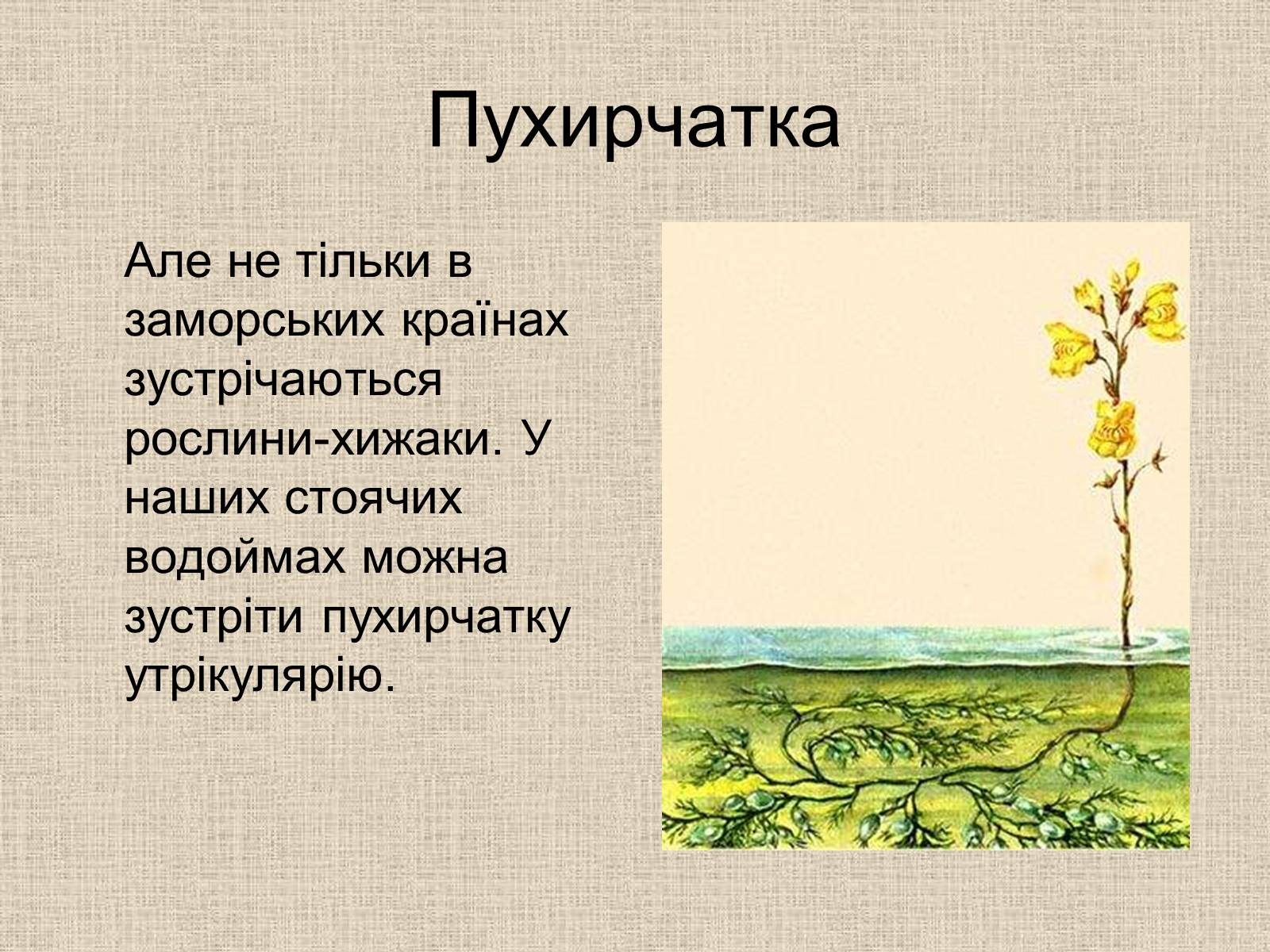 Презентація на тему «Рослини-хижаки» (варіант 1) - Слайд #9 Презентація на тему «Рослини-хижаки» (варіант 1) - Слайд #9