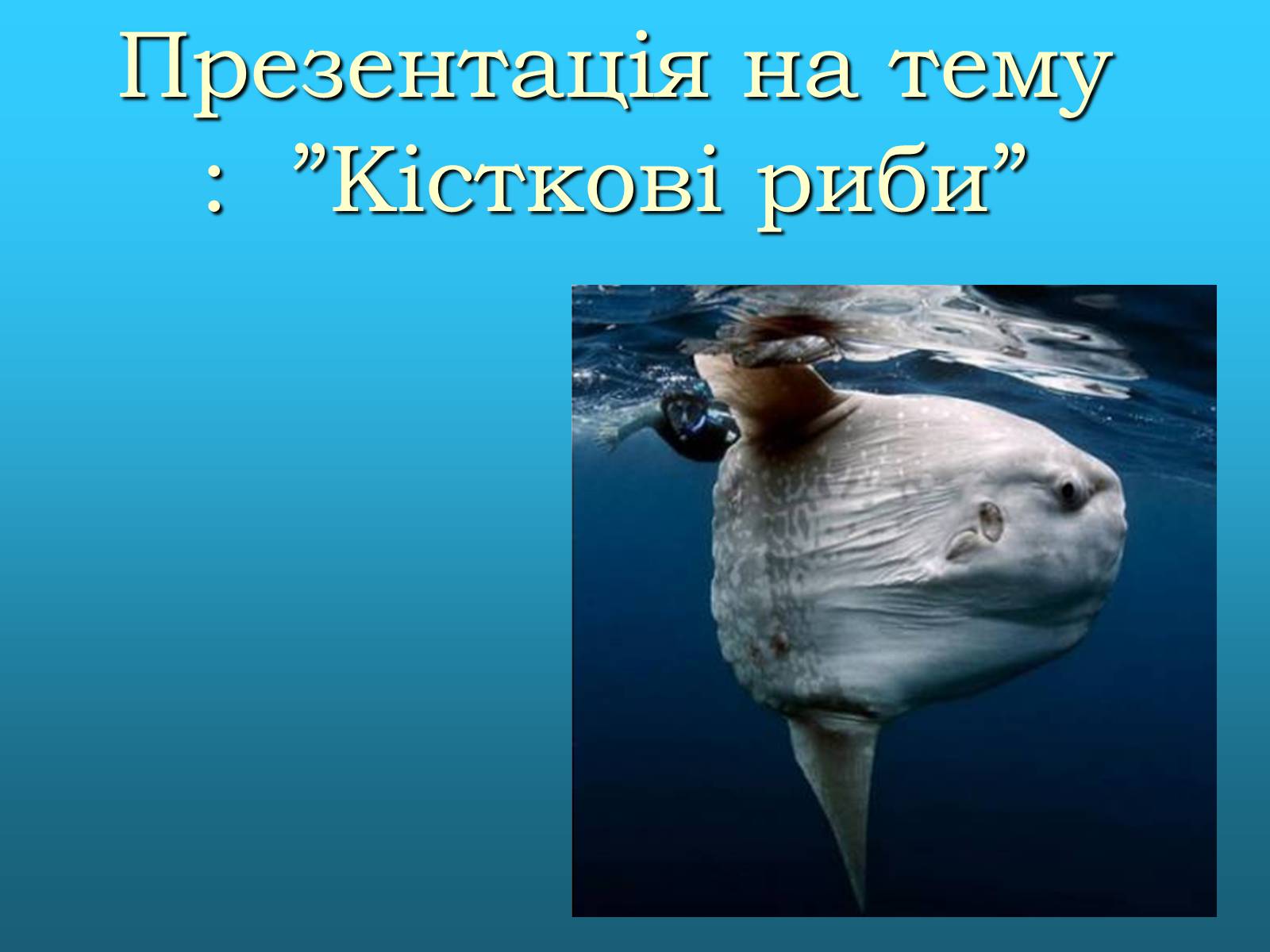 Презентація на тему «Кісткові риби» (варіант 2) - Слайд #1 Презентація на тему «Кісткові риби» (варіант 2) - Слайд #1