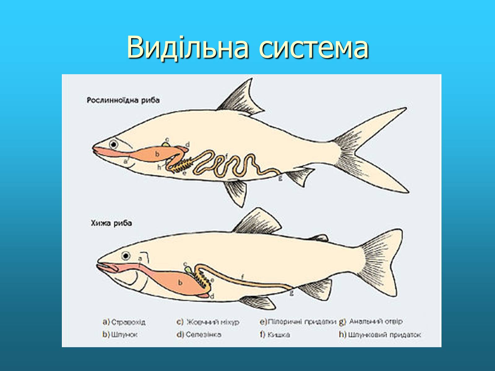 Презентація на тему «Кісткові риби» (варіант 2) - Слайд #11 Презентація на тему «Кісткові риби» (варіант 2) - Слайд #11