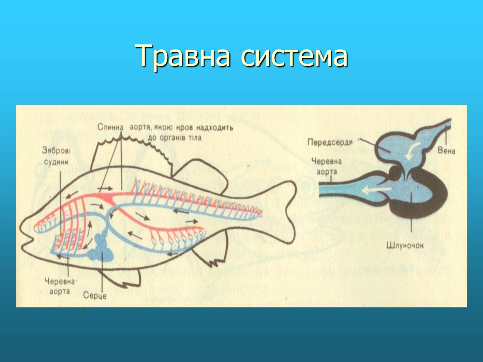 Презентація на тему «Кісткові риби» (варіант 2) - Слайд #6 Презентація на тему «Кісткові риби» (варіант 2) - Слайд #6