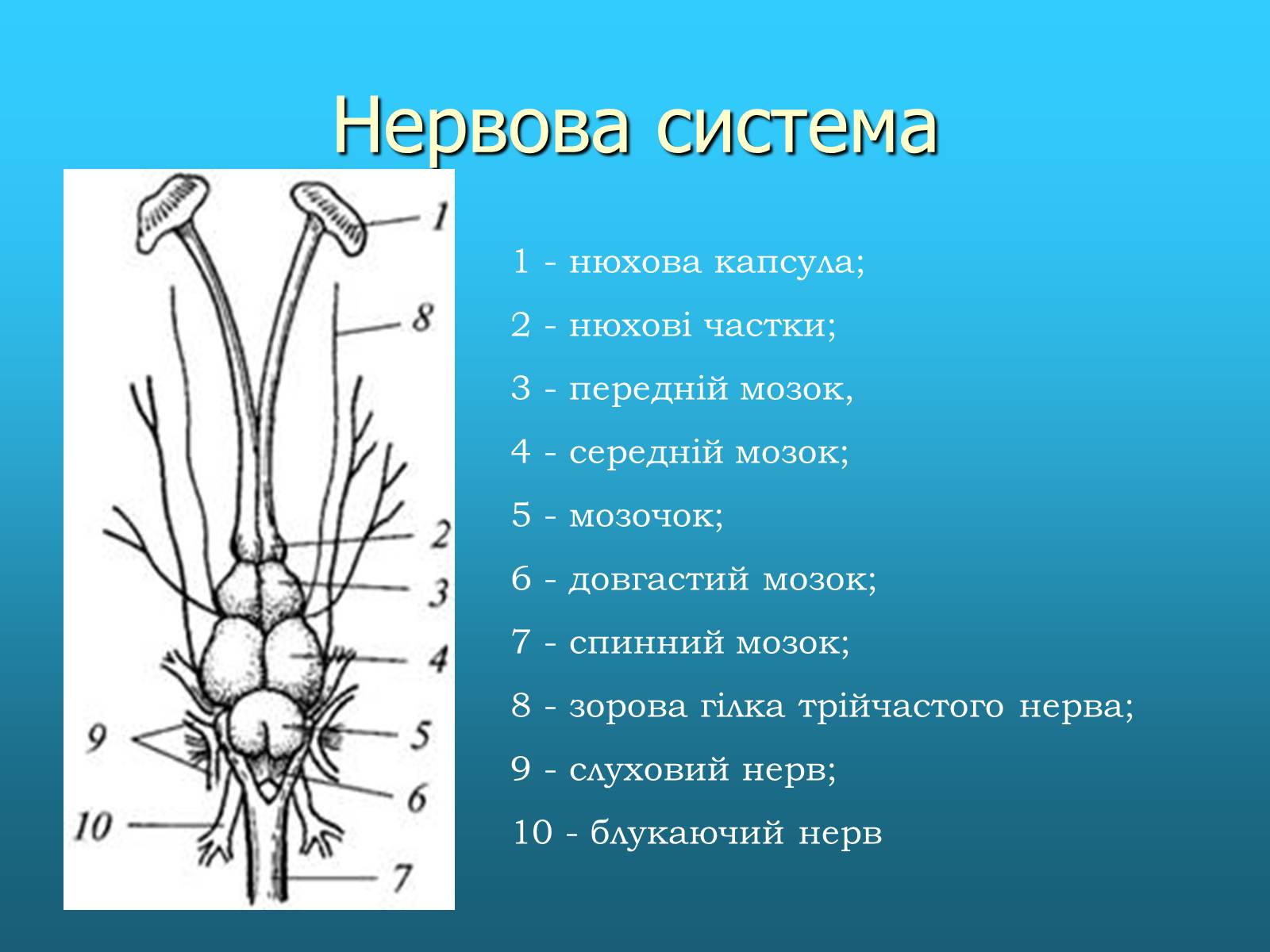 Презентація на тему «Кісткові риби» (варіант 2) - Слайд #9 Презентація на тему «Кісткові риби» (варіант 2) - Слайд #9