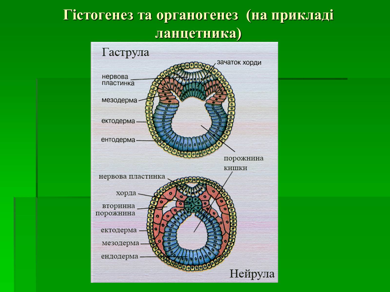 Презентація на тему «Онтогенез» (варіант 2) - Слайд #11 Презентація на тему «Онтогенез» (варіант 2) - Слайд #11