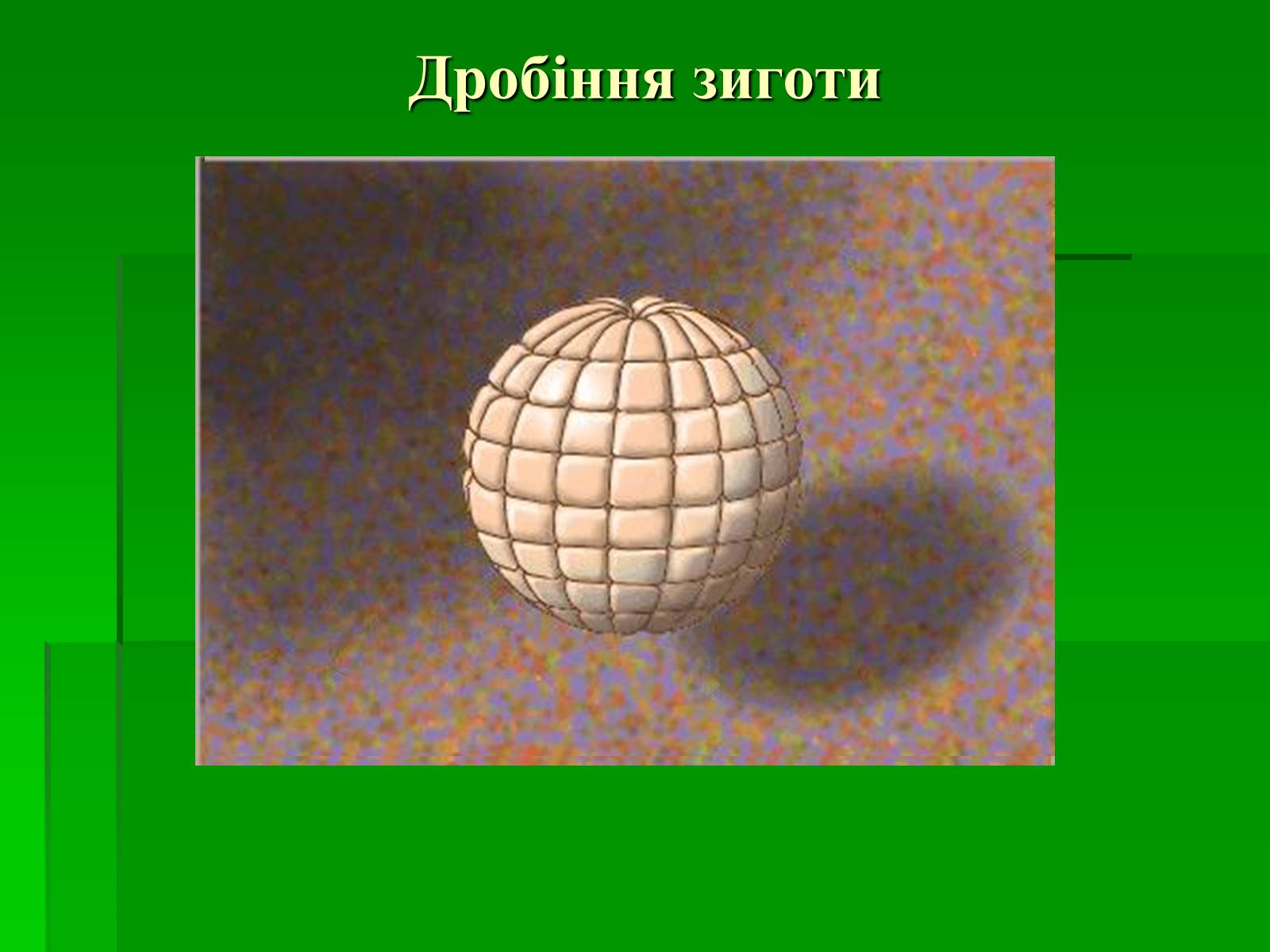 Презентація на тему «Онтогенез» (варіант 2) - Слайд #5 Презентація на тему «Онтогенез» (варіант 2) - Слайд #5