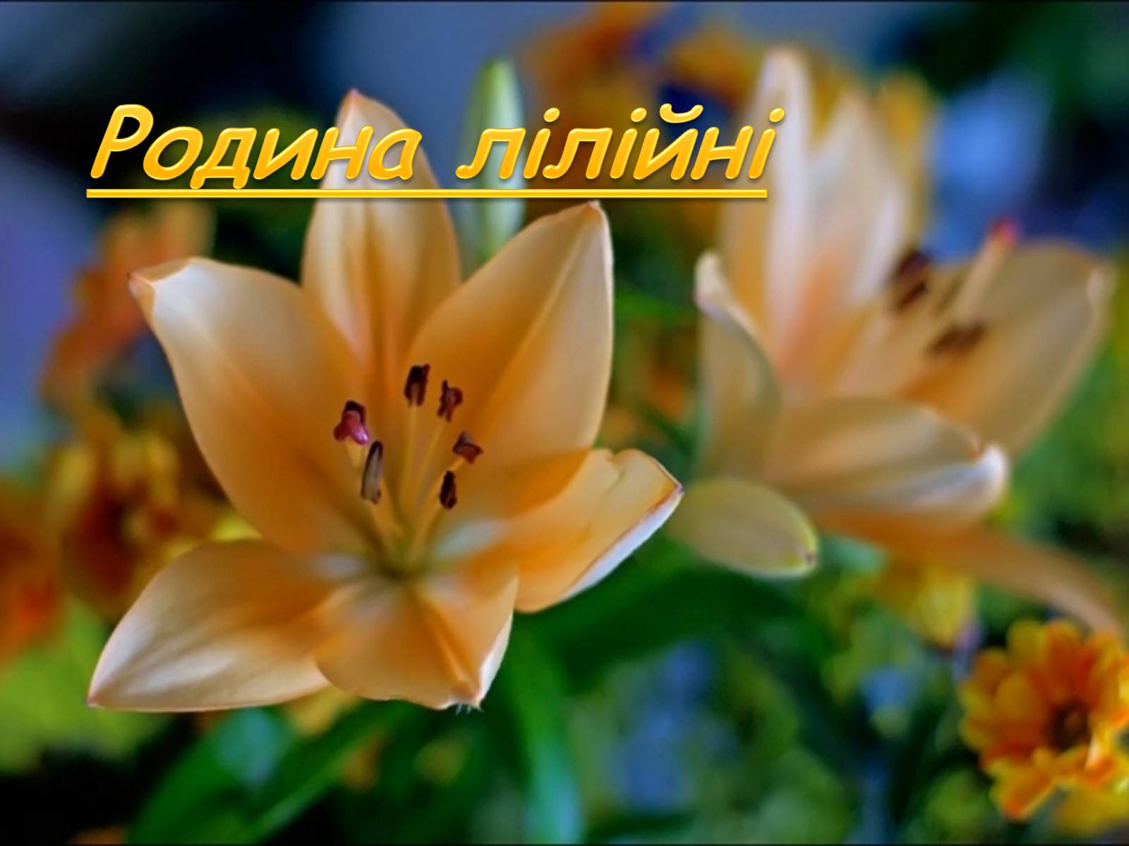 Презентація на тему «Родина лілійні» - Слайд #1 Презентація на тему «Родина лілійні» - Слайд #1