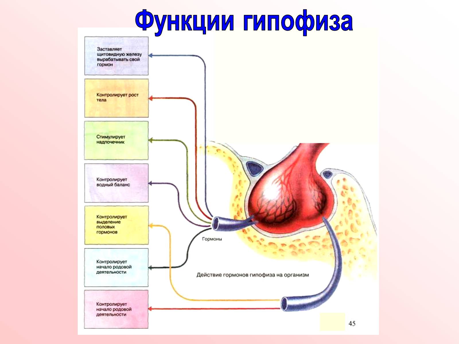 Презентація на тему «Железы внутренней секреции» (варіант 2) - Слайд #10 Презентація на тему «Железы внутренней секреции» (варіант 2) - Слайд #10