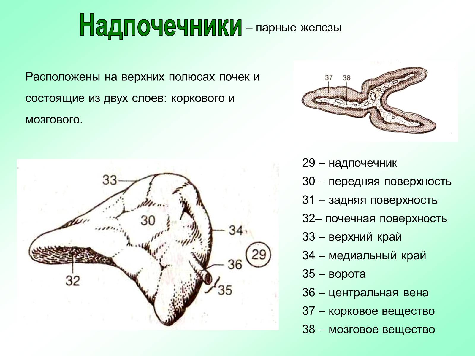 Презентація на тему «Железы внутренней секреции» (варіант 2) - Слайд #23 Презентація на тему «Железы внутренней секреции» (варіант 2) - Слайд #23