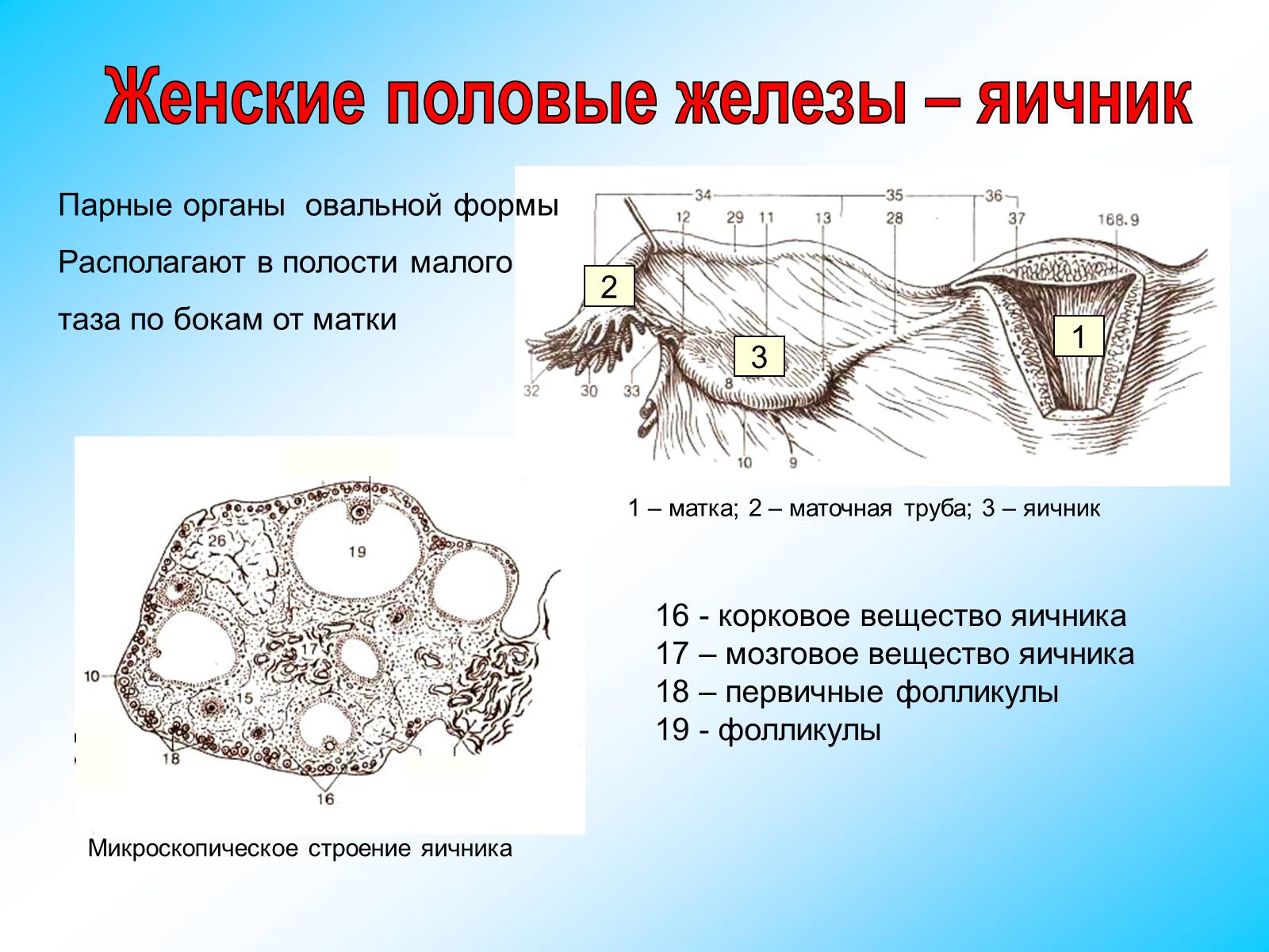 Презентація на тему «Железы внутренней секреции» (варіант 2) - Слайд #29 Презентація на тему «Железы внутренней секреции» (варіант 2) - Слайд #29