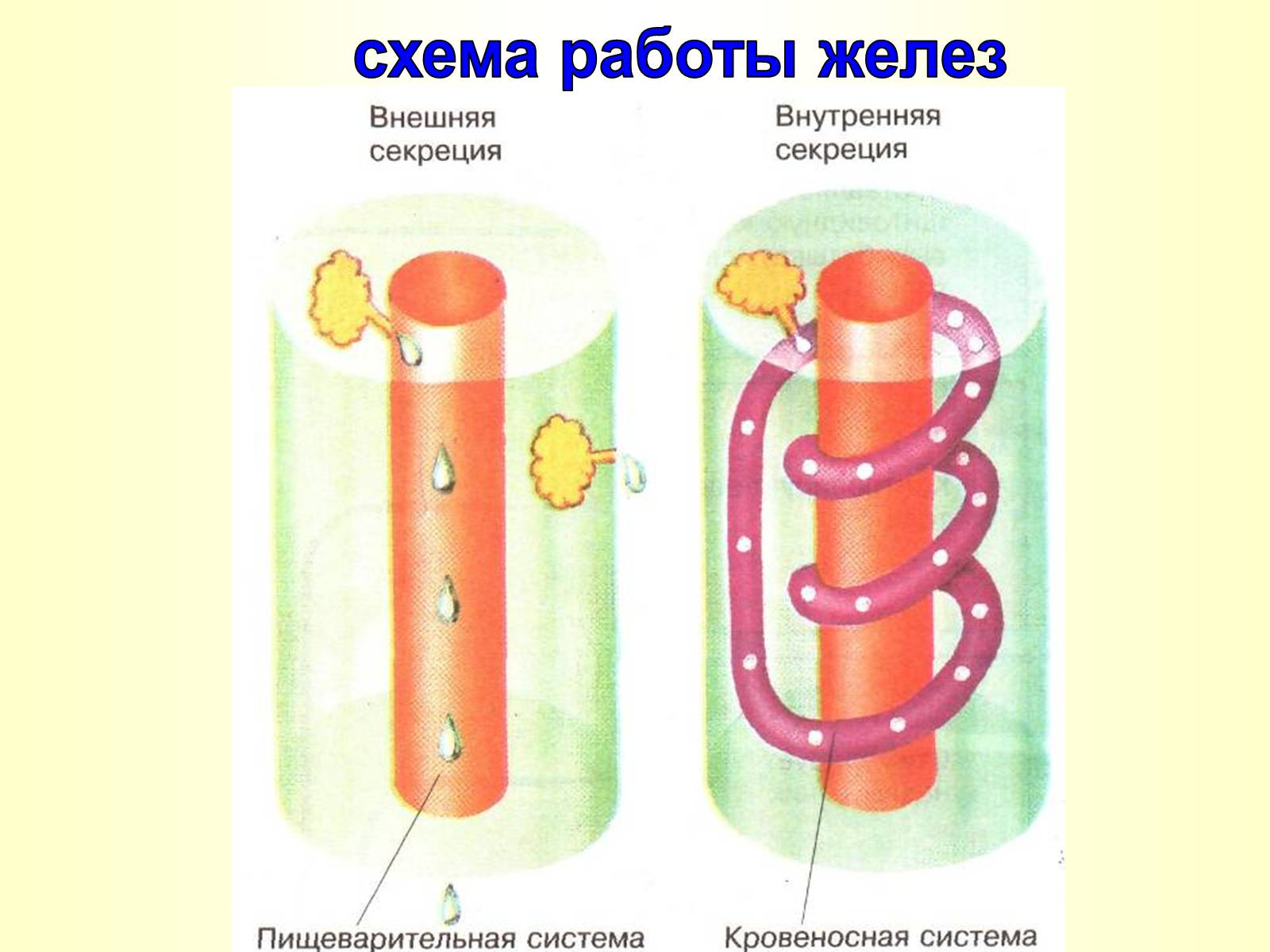 Презентація на тему «Железы внутренней секреции» (варіант 2) - Слайд #4 Презентація на тему «Железы внутренней секреции» (варіант 2) - Слайд #4
