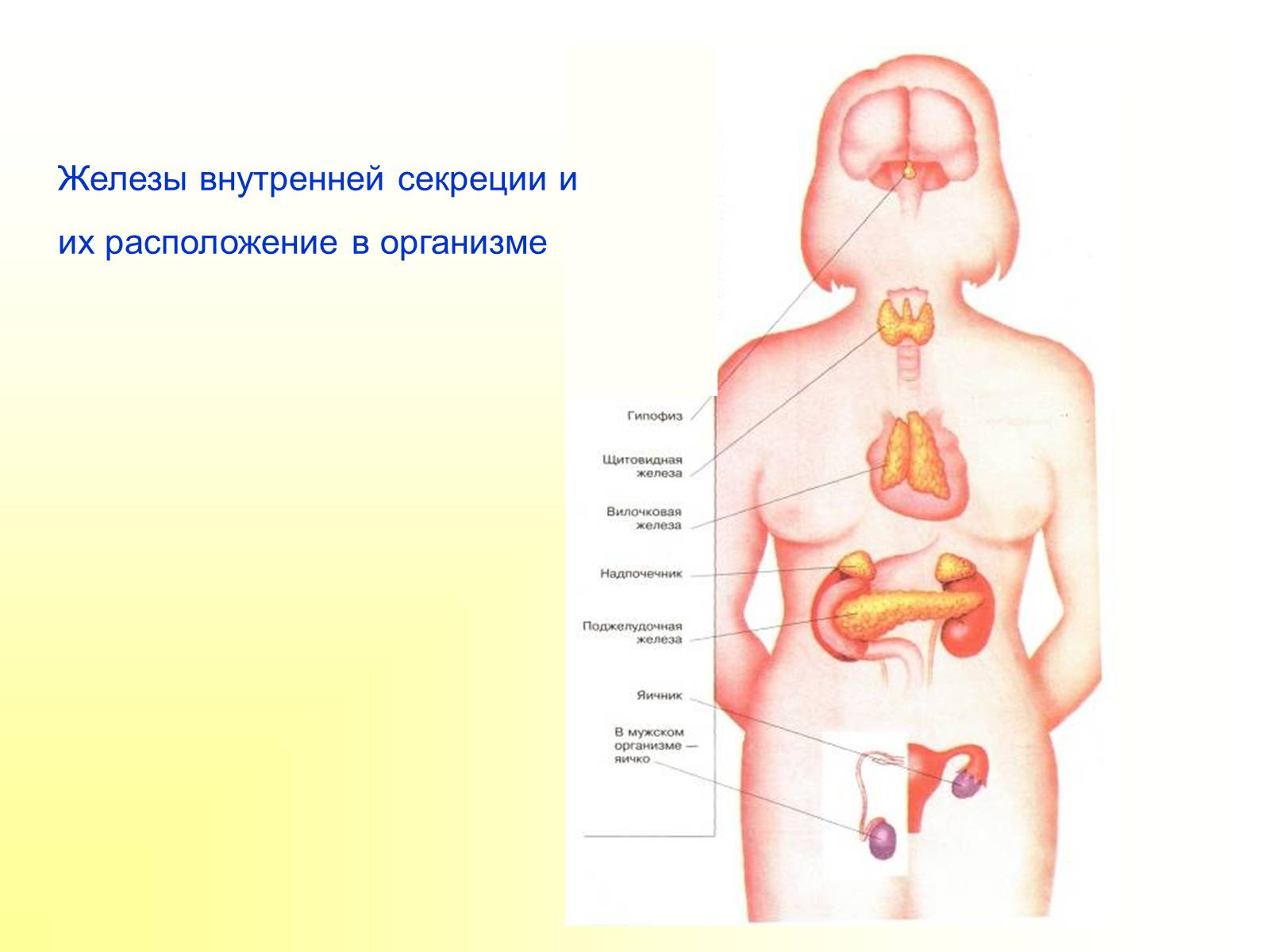 Презентація на тему «Железы внутренней секреции» (варіант 2) - Слайд #5 Презентація на тему «Железы внутренней секреции» (варіант 2) - Слайд #5