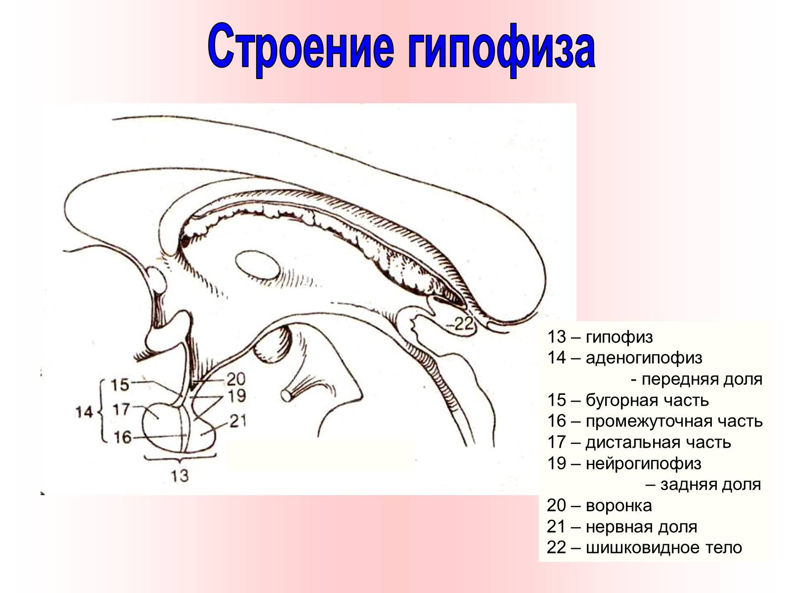 Презентація на тему «Железы внутренней секреции» (варіант 2) - Слайд #8 Презентація на тему «Железы внутренней секреции» (варіант 2) - Слайд #8