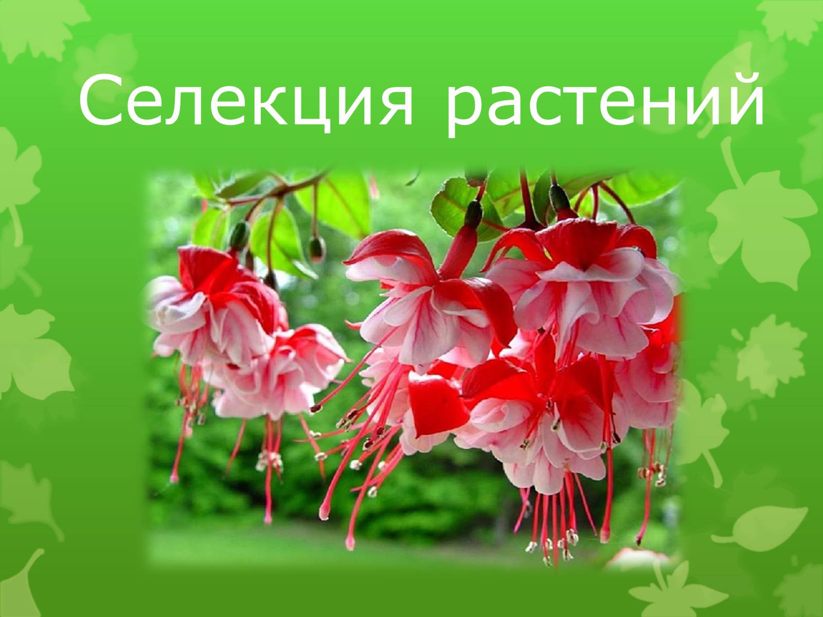 Презентація на тему «Селекция растений» - Слайд #1 Презентація на тему «Селекция растений» - Слайд #1
