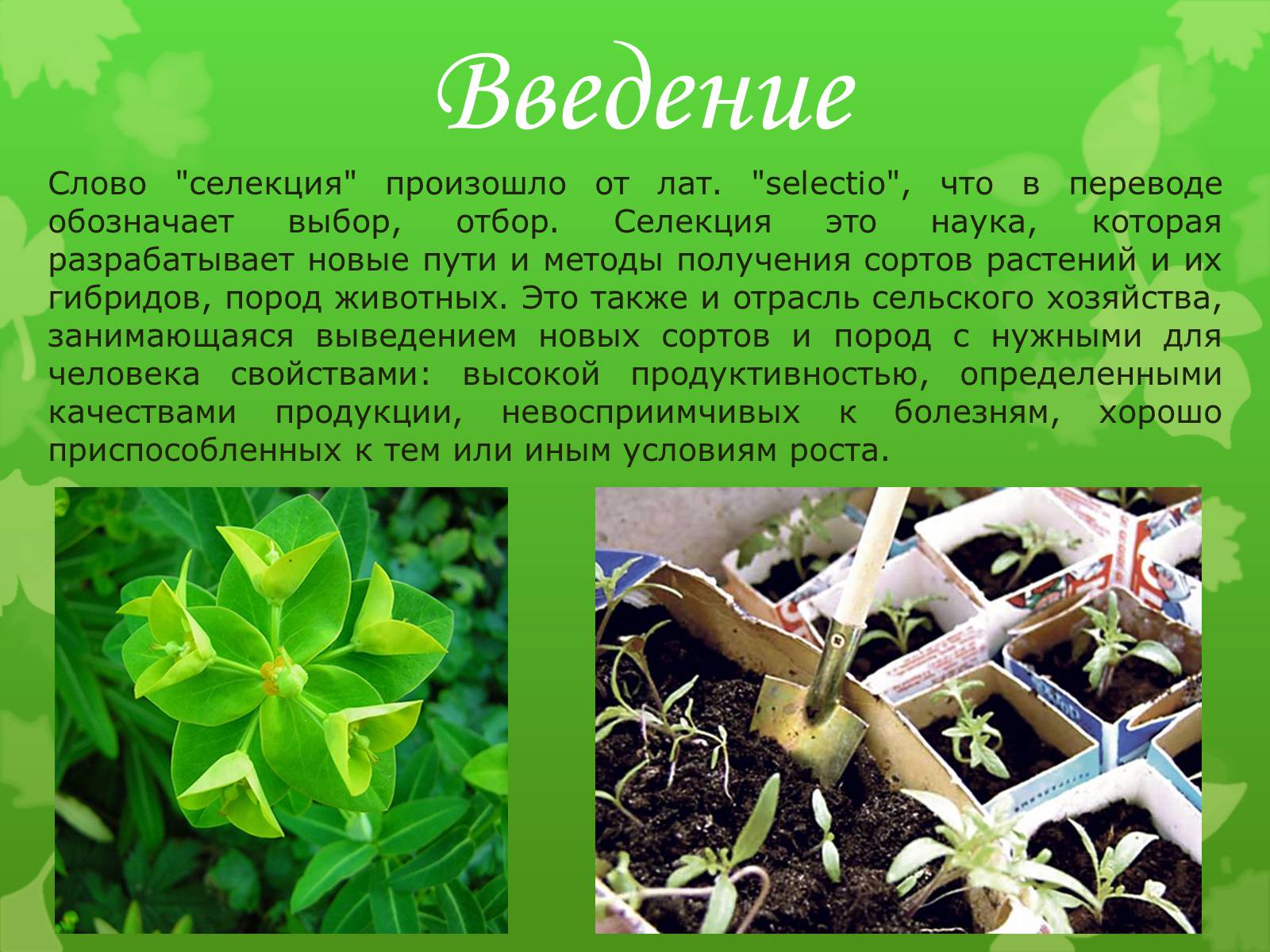 Презентація на тему «Селекция растений» - Слайд #2 Презентація на тему «Селекция растений» - Слайд #2