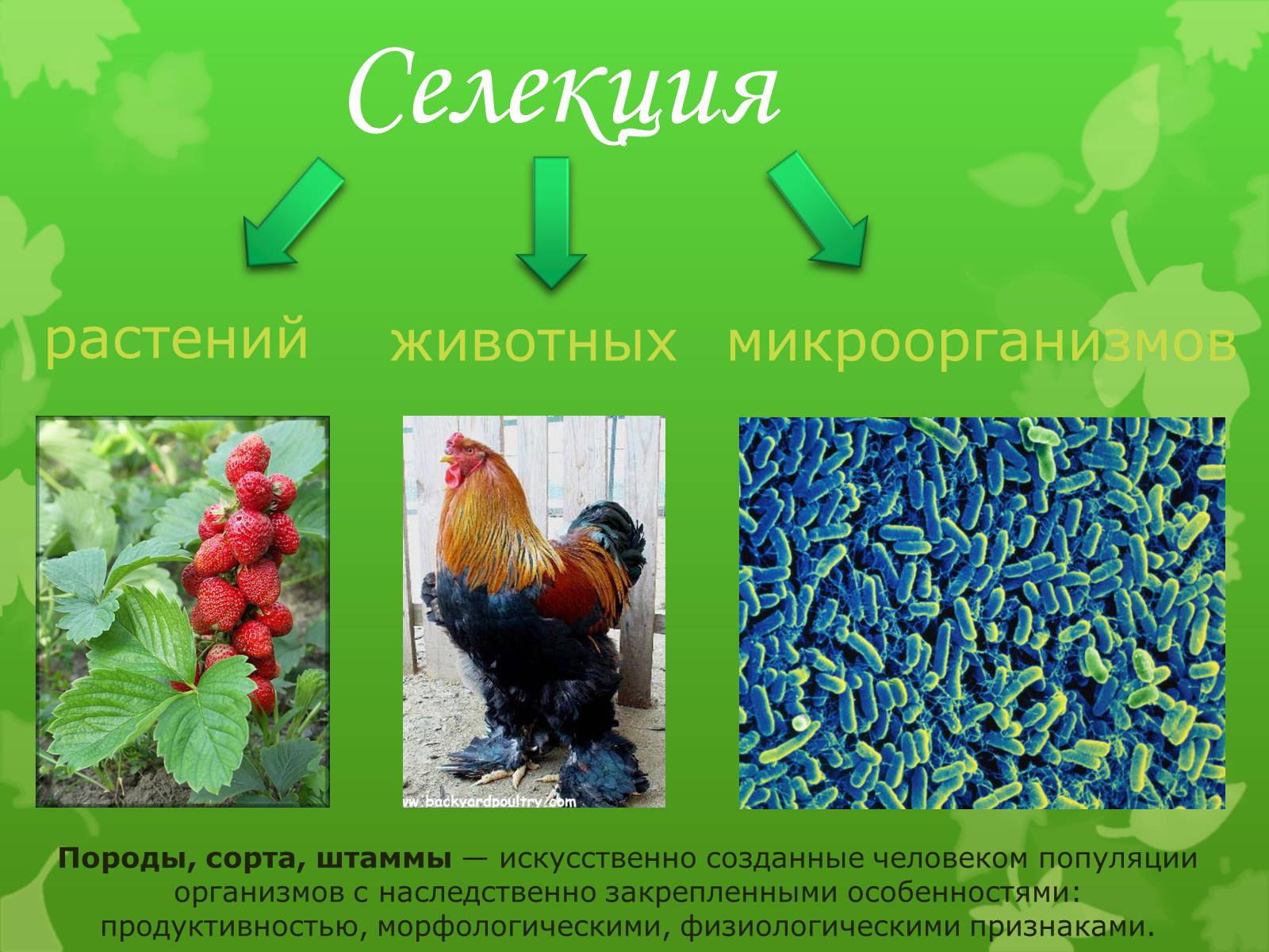 Презентація на тему «Селекция растений» - Слайд #3 Презентація на тему «Селекция растений» - Слайд #3